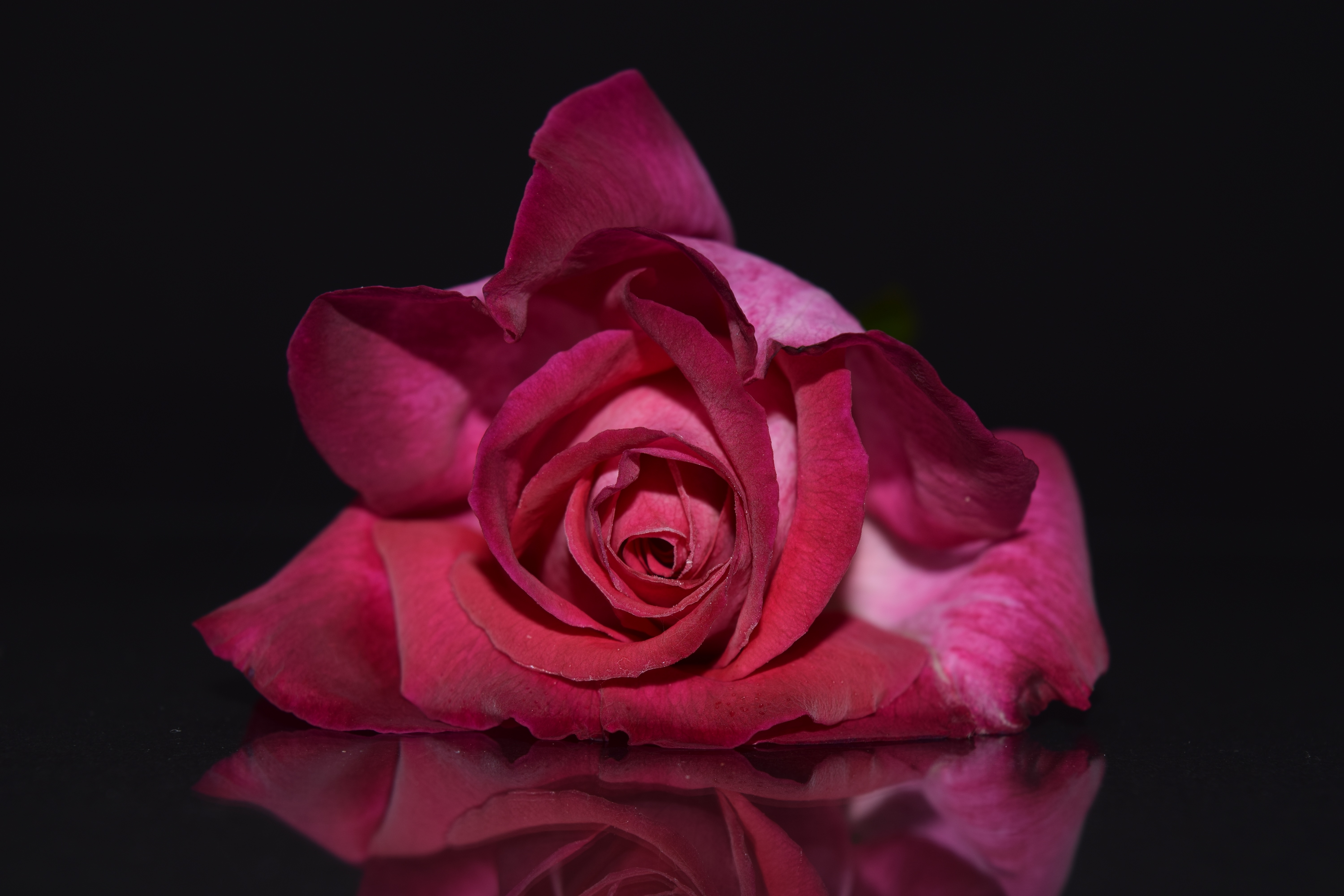 Download mobile wallpaper Bud, Petals, Flowers, Rose, Rose Flower for free.