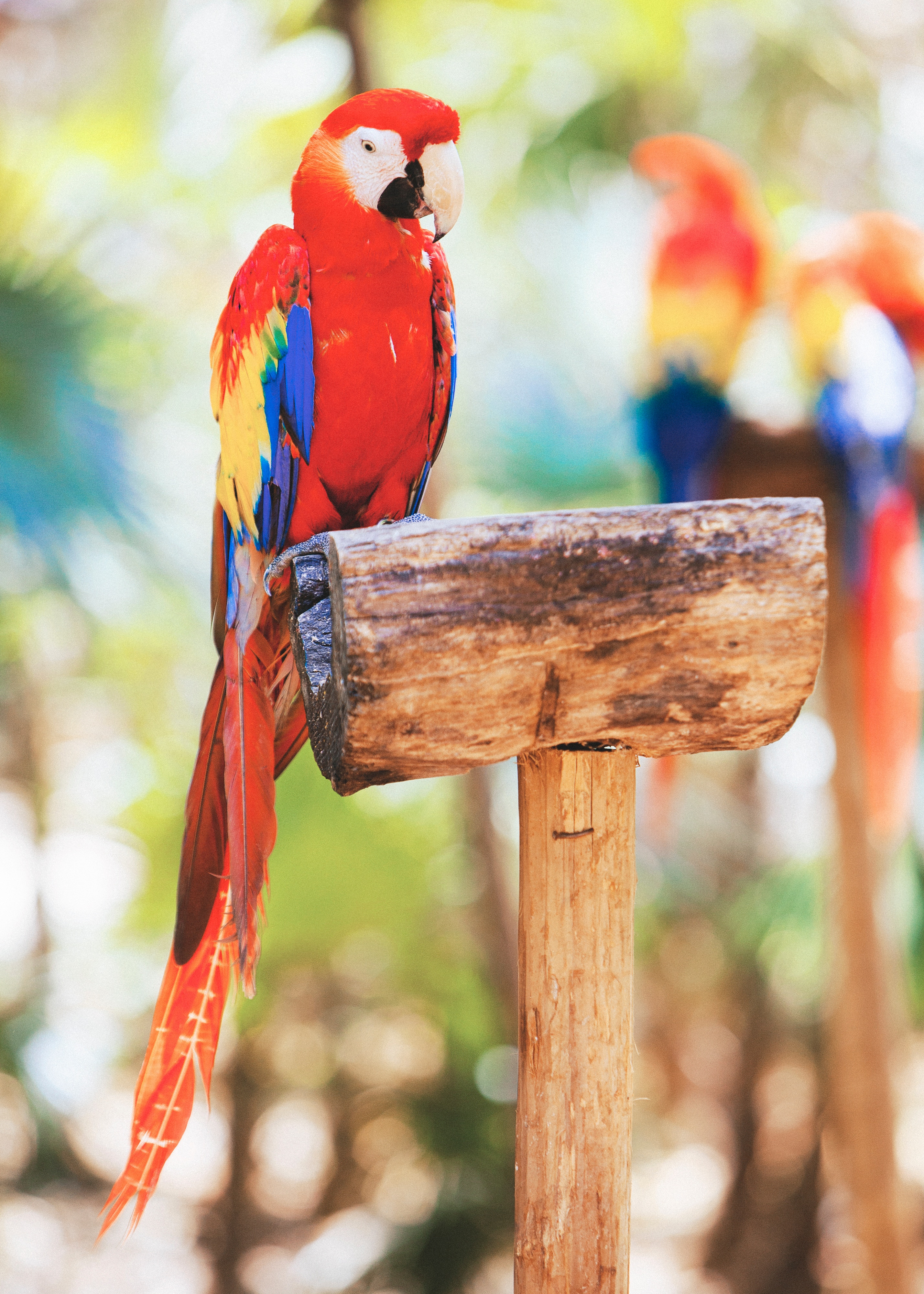 Download mobile wallpaper Macaw, Animals, Bird, Parrots for free.