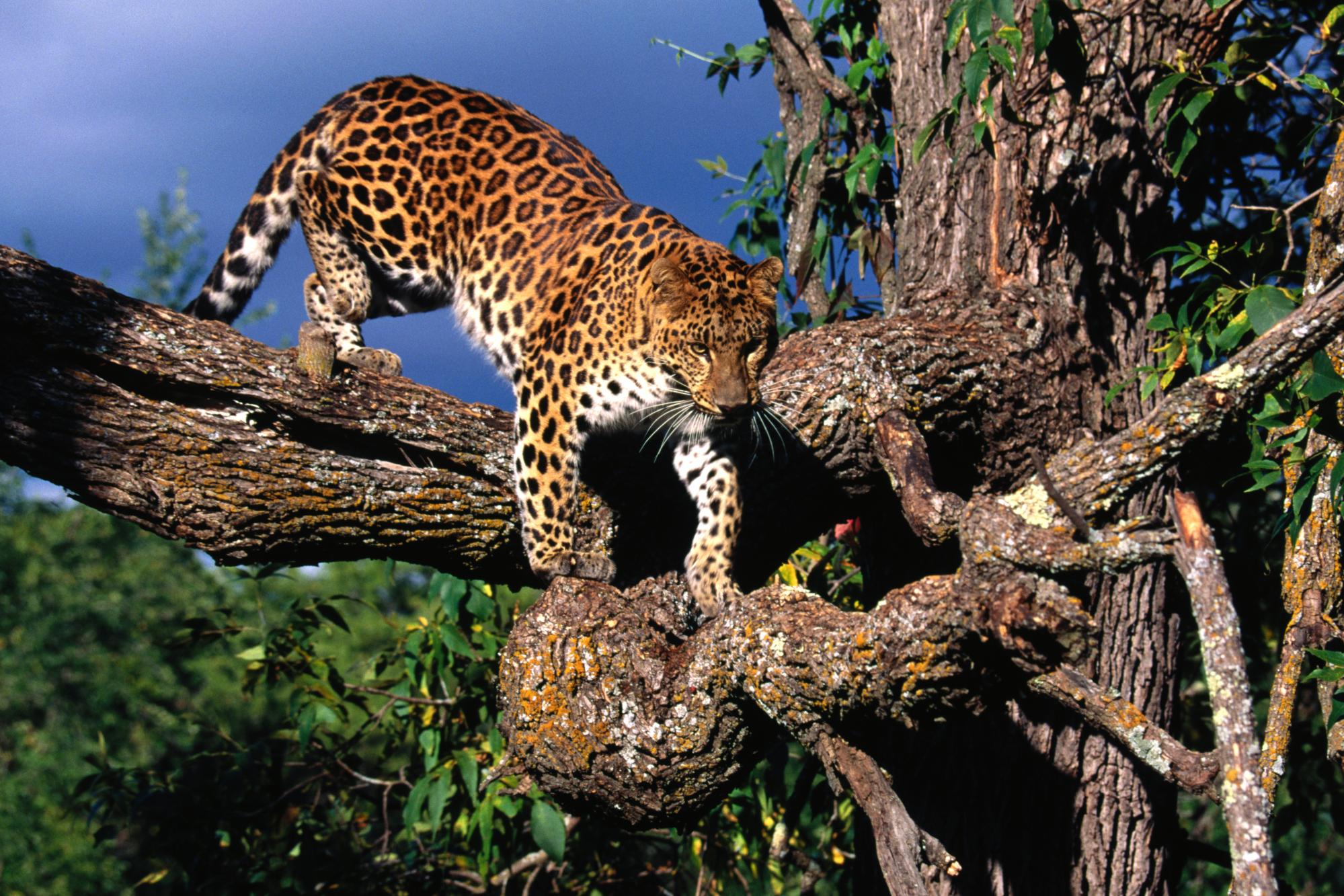 Дальневосточный леопард (Pantera pardus orientalis)
