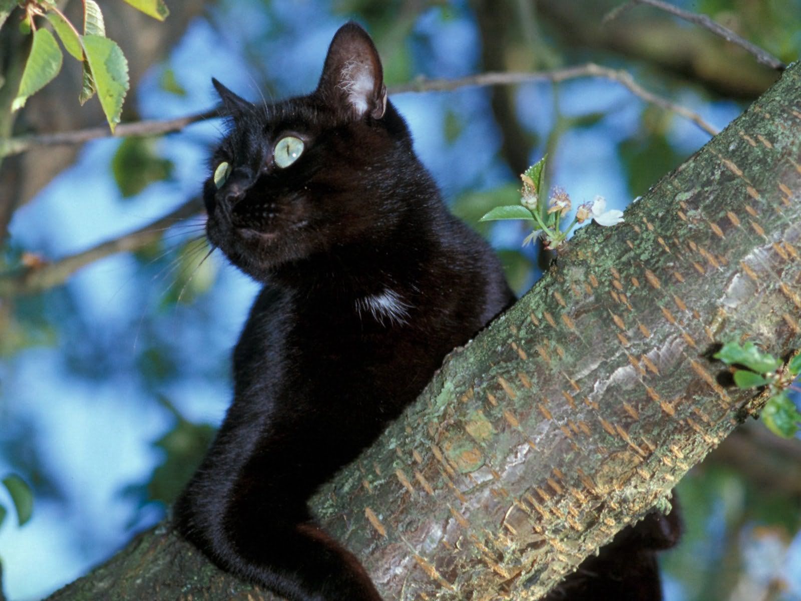 Laden Sie das Holz, Sitzen, Der Kater, Baum, Tiere, Das Schwarze, Katze-Bild kostenlos auf Ihren PC-Desktop herunter