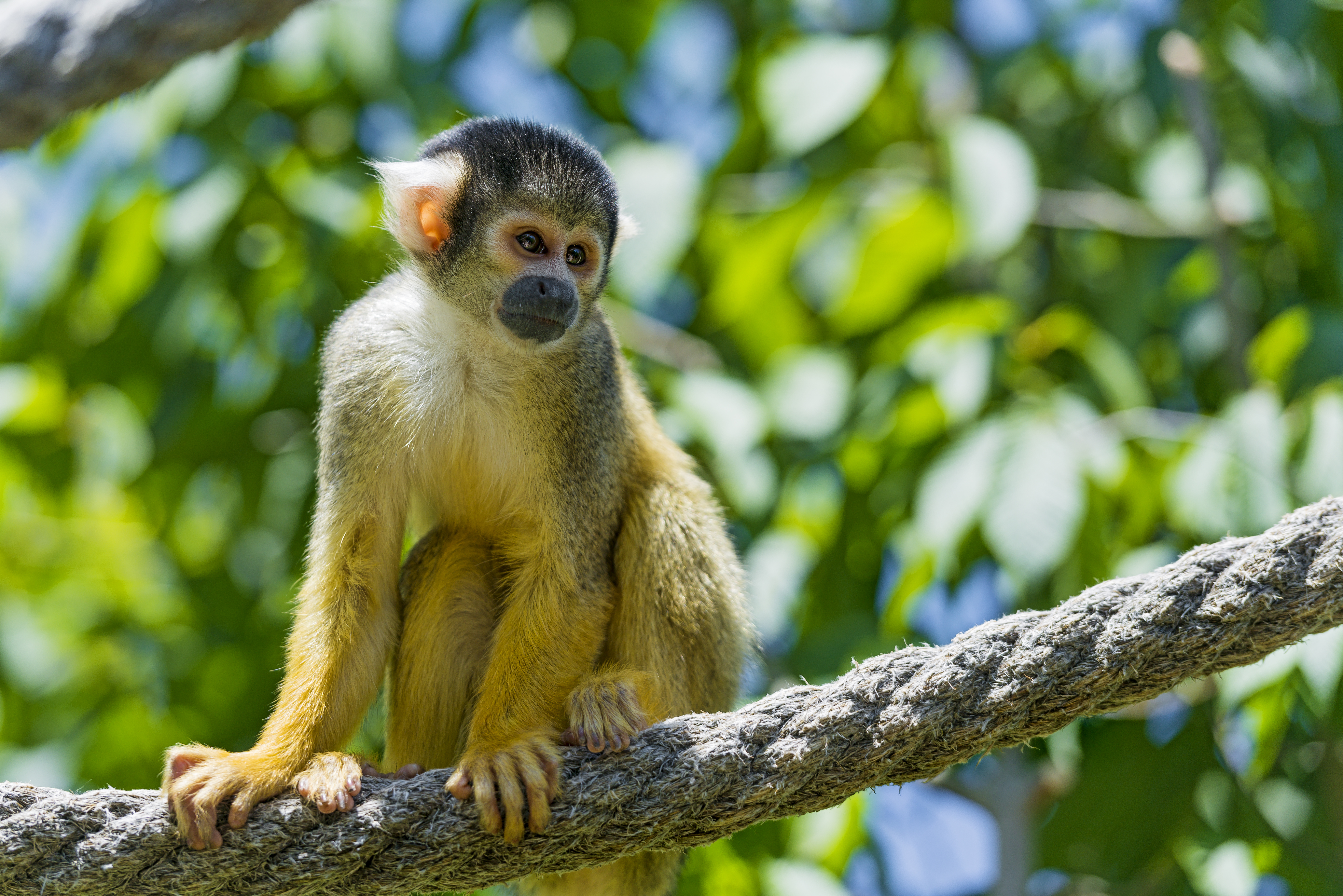 Squirrel Monkey Square Wallpapers