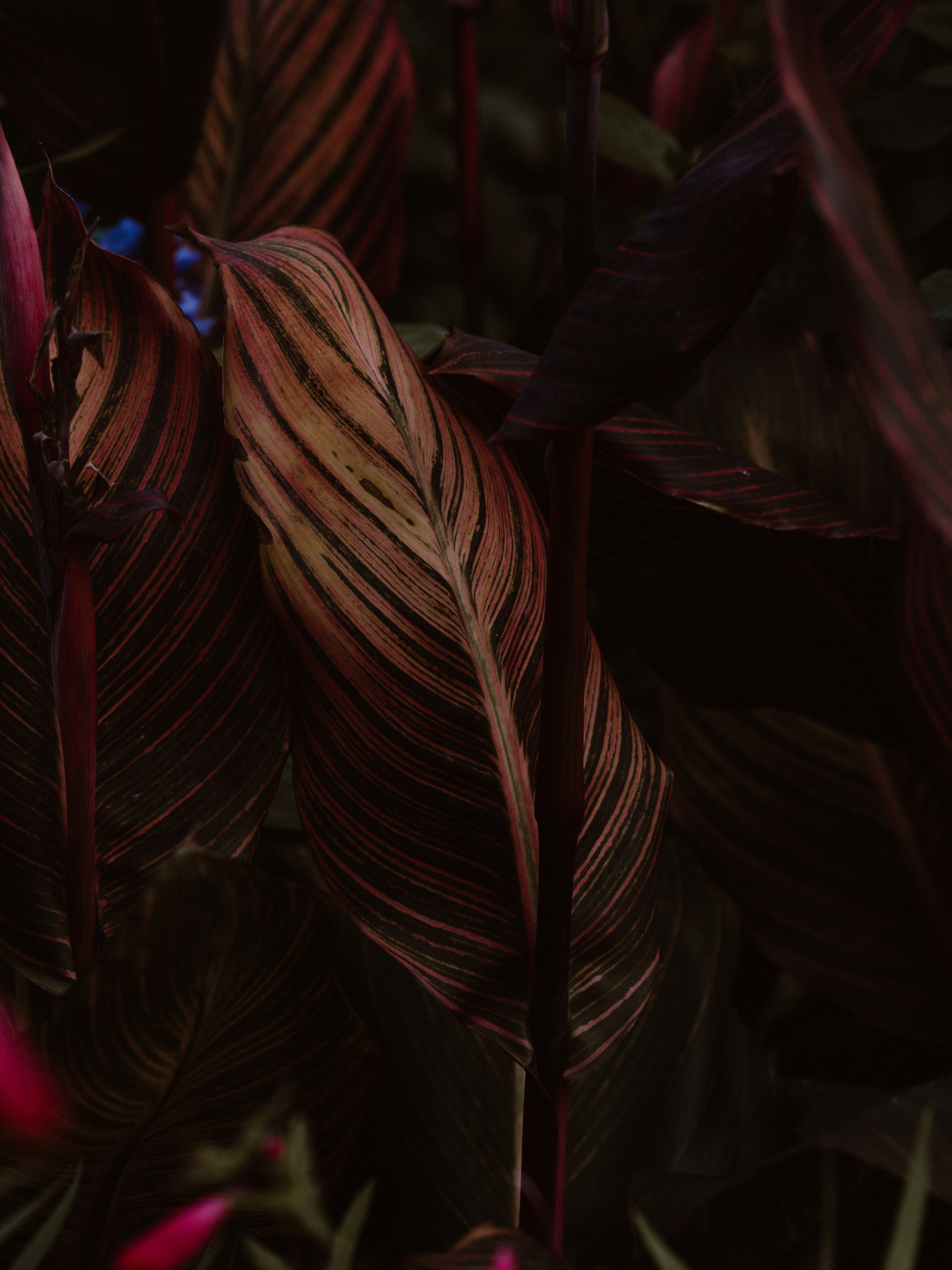 macro, stripes, plant, close up, sheet, leaf, streaks, veins High Definition image