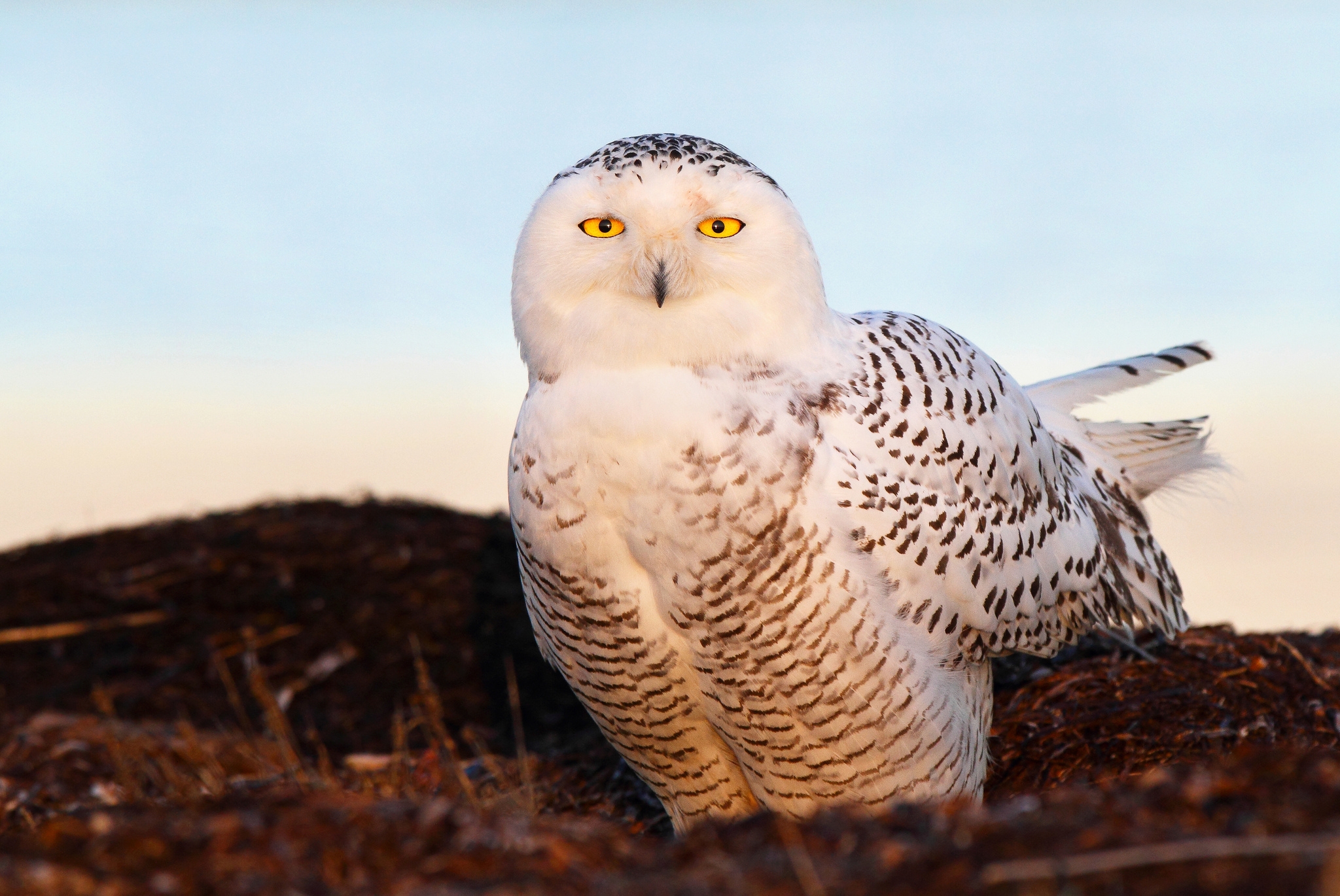 snow owl, animals, shine, light, bird, eyes, snowy owl HD wallpaper