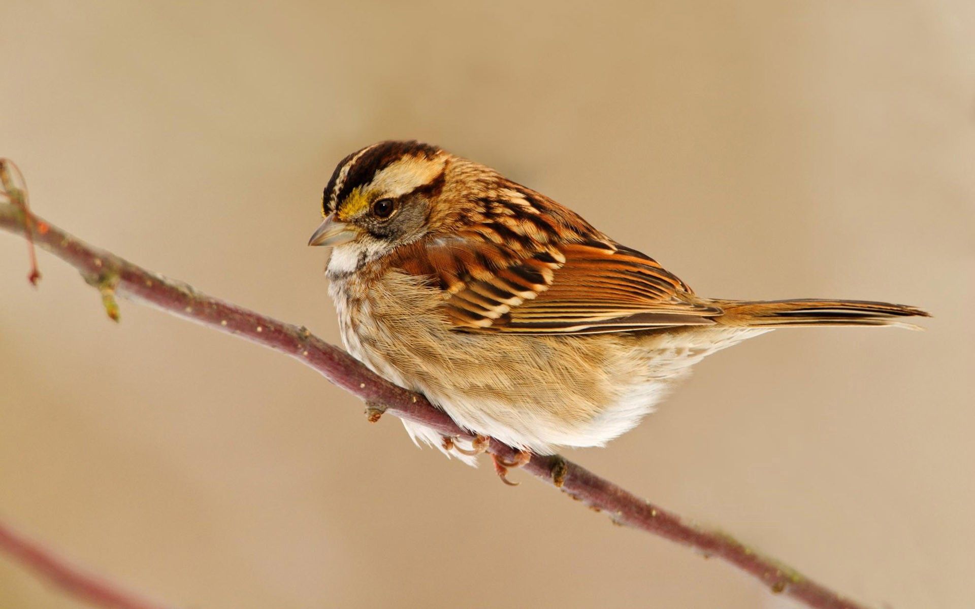 Download mobile wallpaper Sit, Animals, Sparrow, Branch, Bird for free.