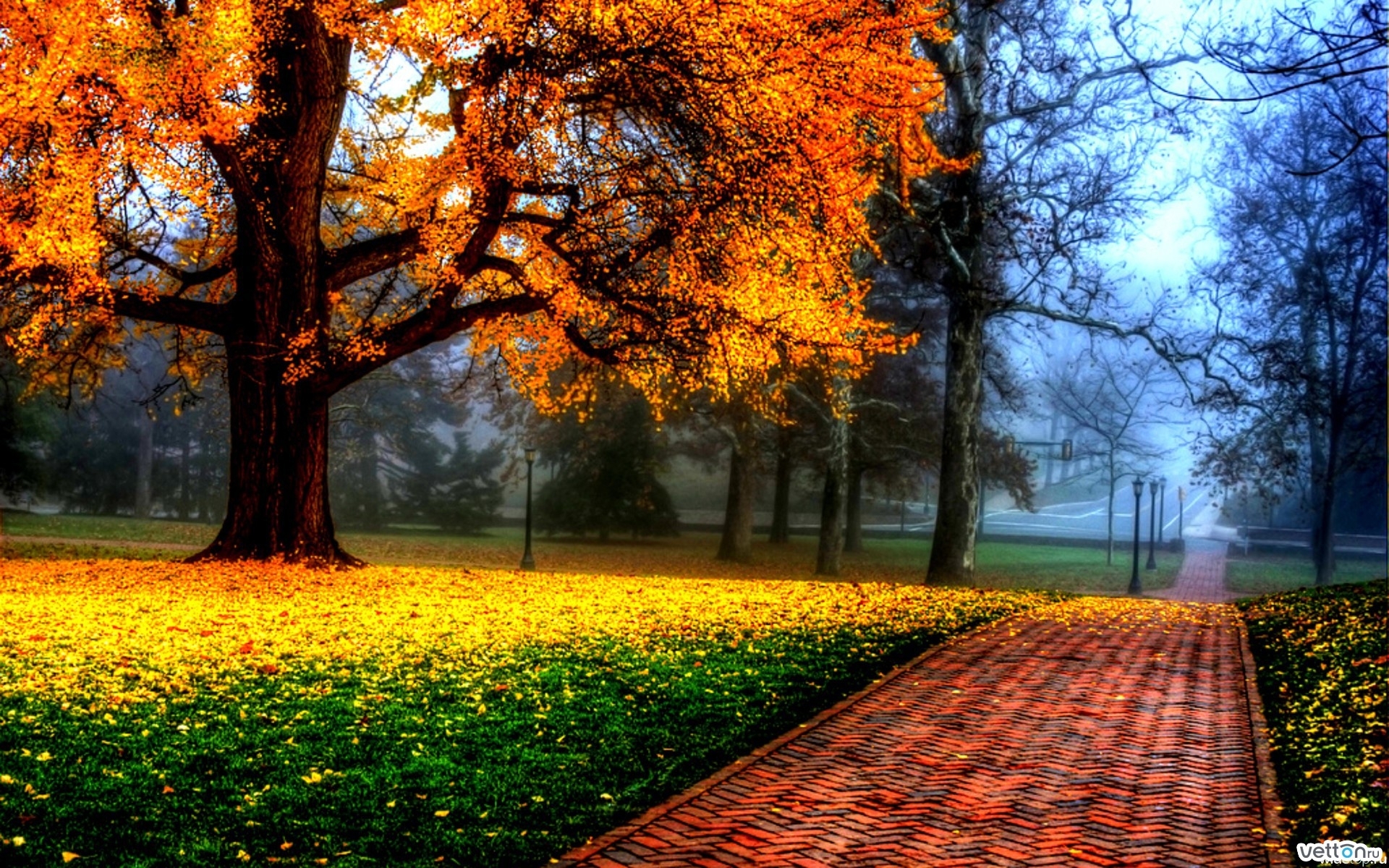 無料モバイル壁紙木, 道路, 秋, 風景をダウンロードします。