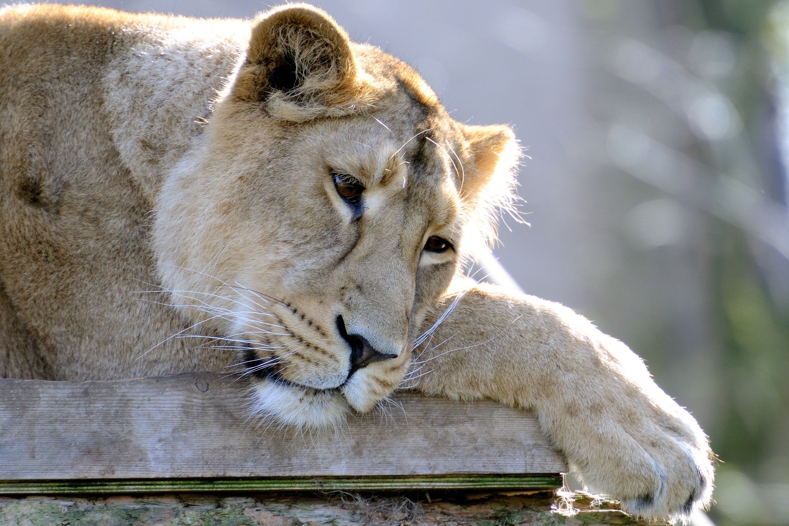 Download mobile wallpaper Lie, To Lie Down, Muzzle, Paw, Animals, Sorrow, Lion, Sadness for free.