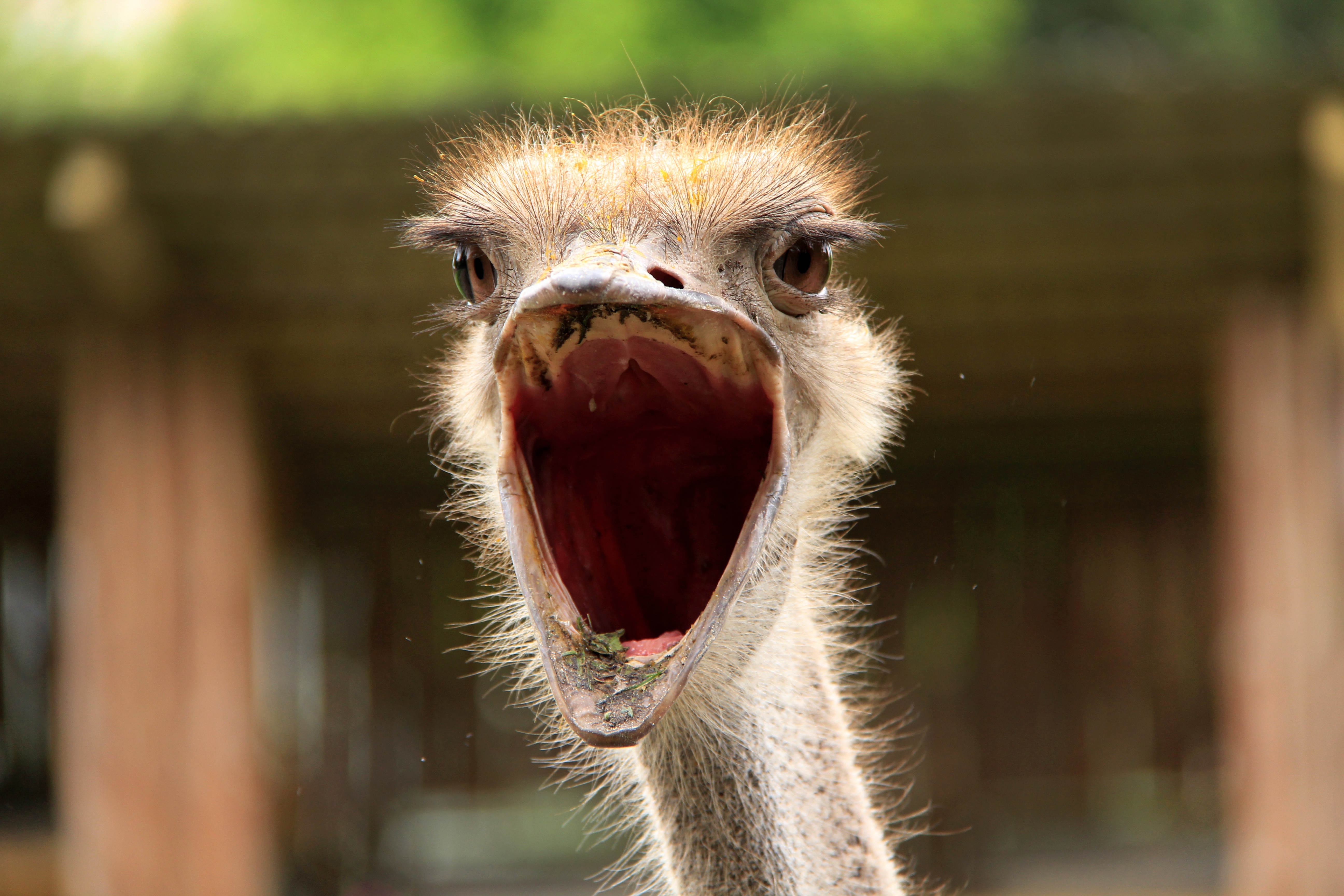 animals, ostrich, bird, close up, to fall, mouth cellphone