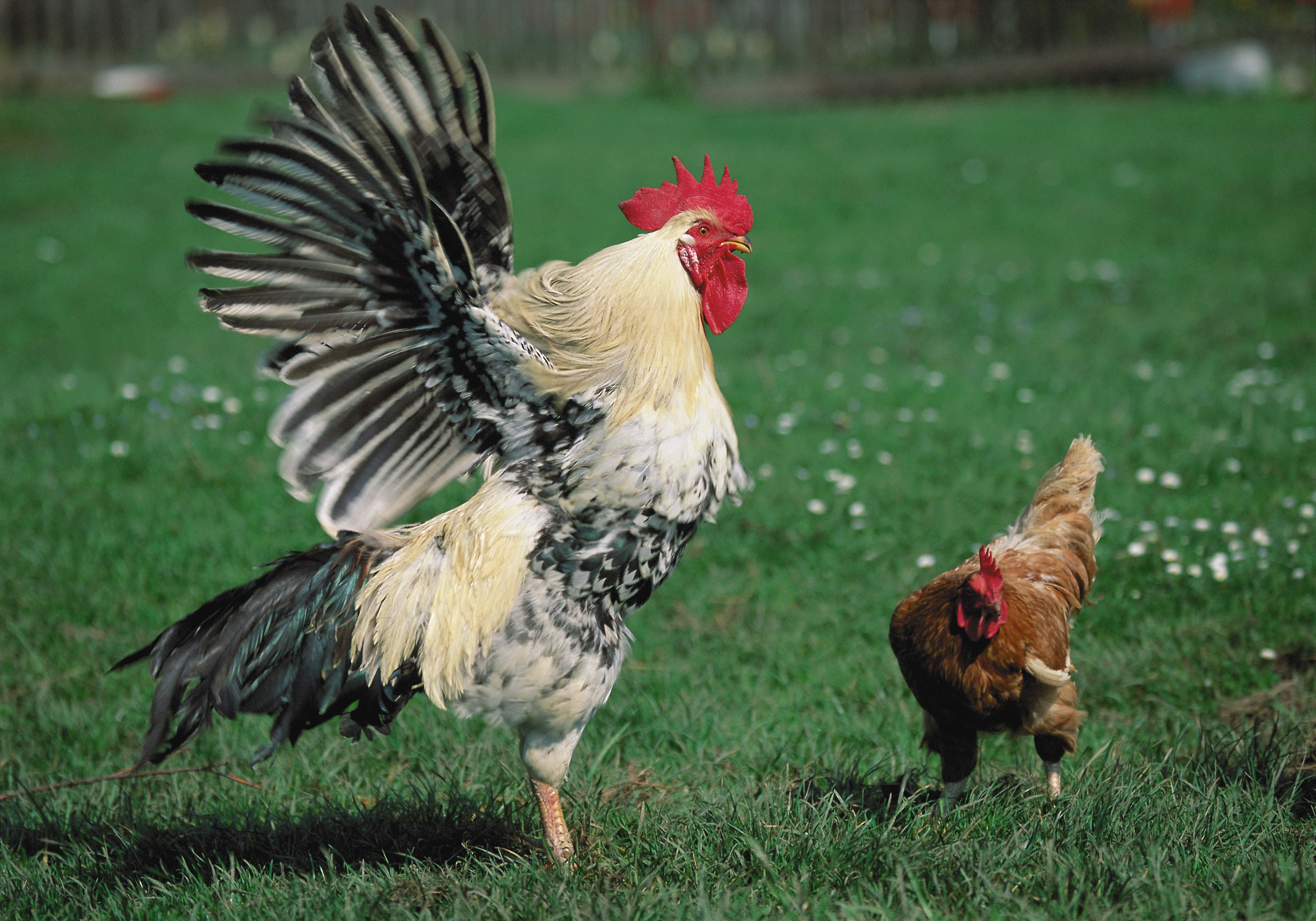 animals, grass, hen, cock, rooster Free Stock Photo