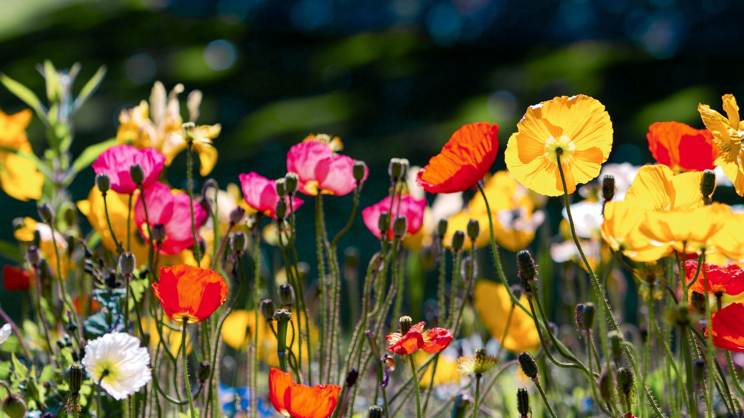 Laden Sie das Glade, Blumen, Hell, Polyana, Farbe-Bild kostenlos auf Ihren PC-Desktop herunter