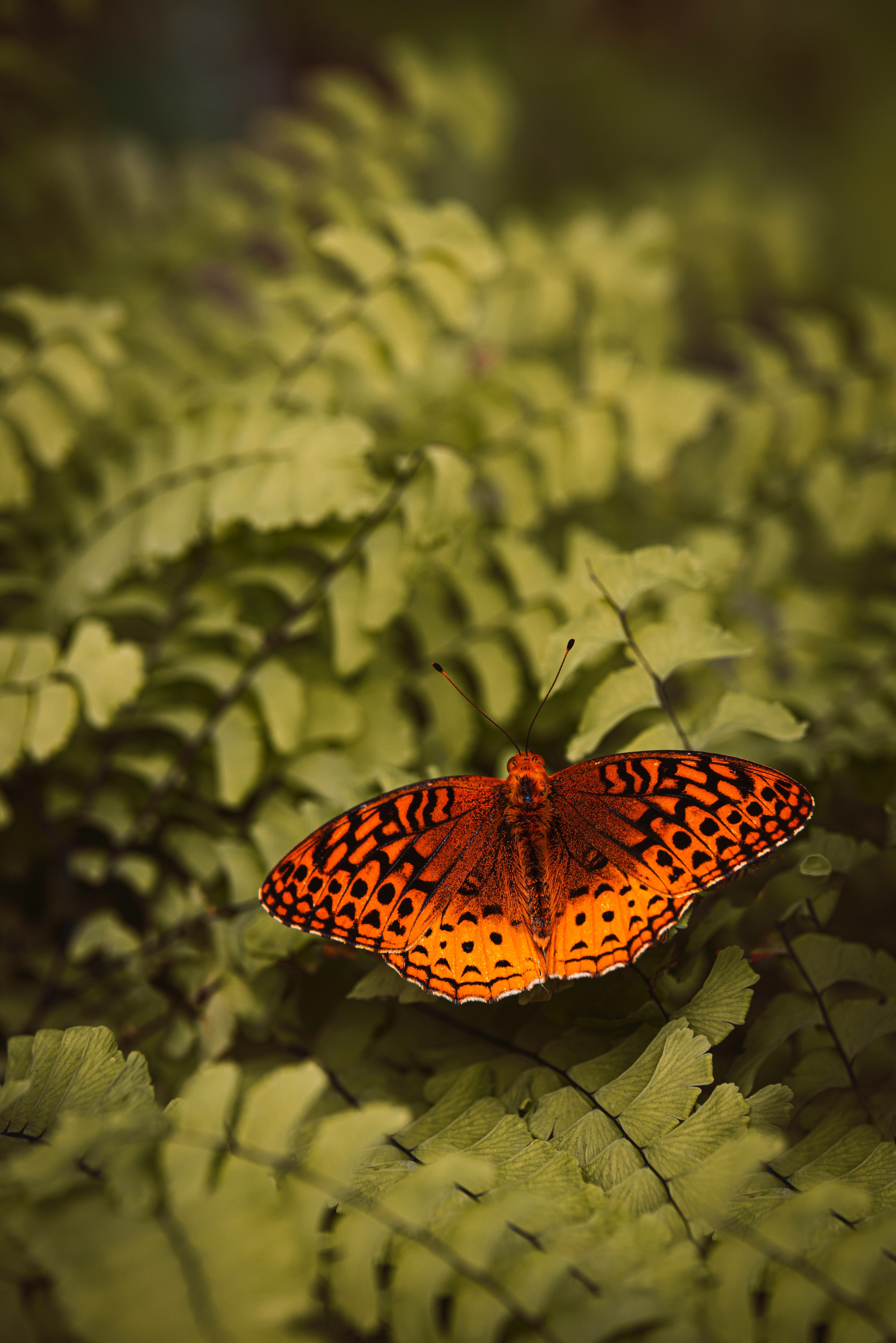 Laden Sie das Farn, Insekt, Perlmutt Euphrosin, Pearling Euphrosin, Makro, Schmetterling, Pflanze-Bild kostenlos auf Ihren PC-Desktop herunter