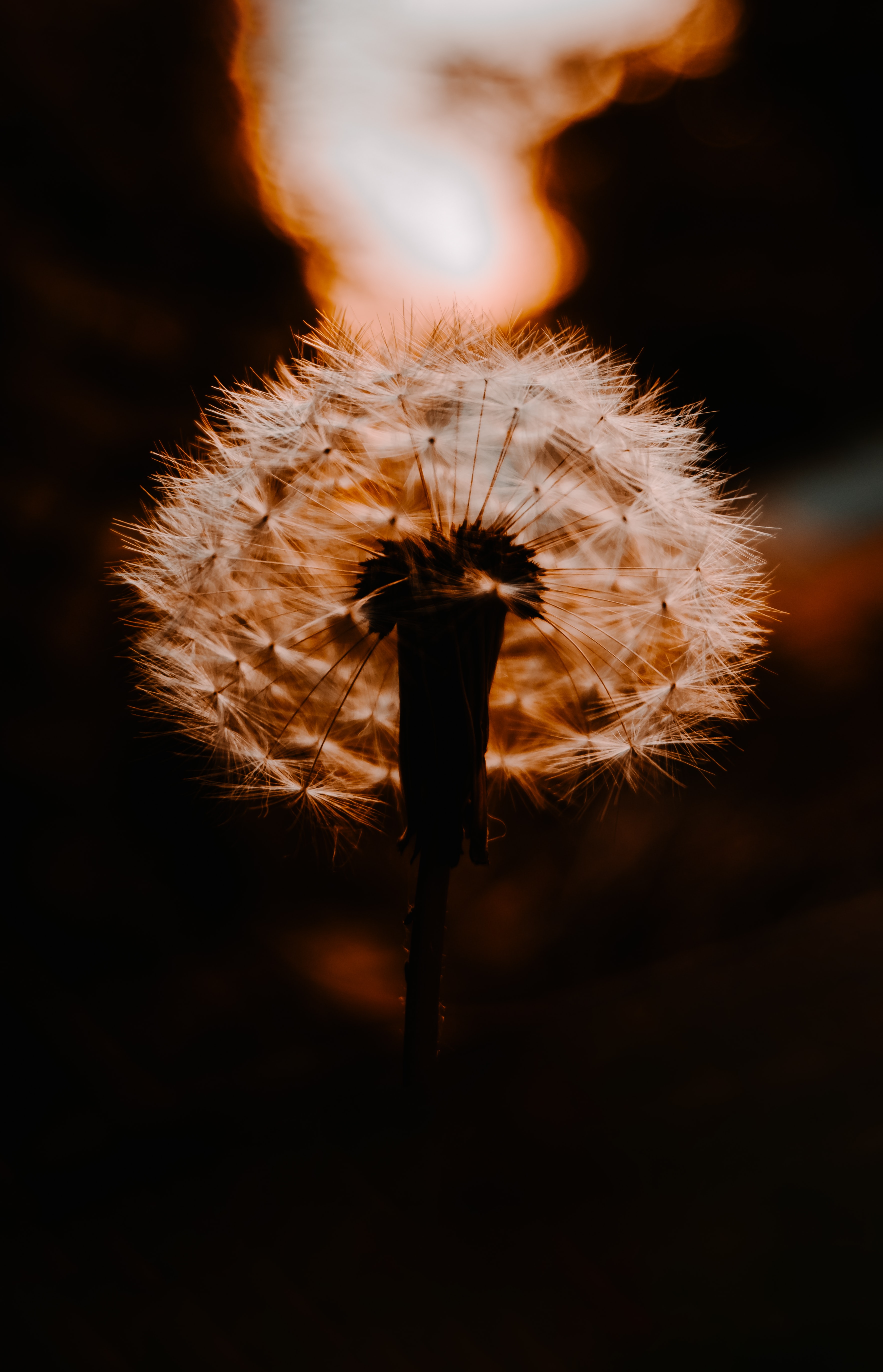 Download mobile wallpaper Fluff, Fuzz, Plant, Macro, Sunset, Smooth, Blur, Dandelion for free.