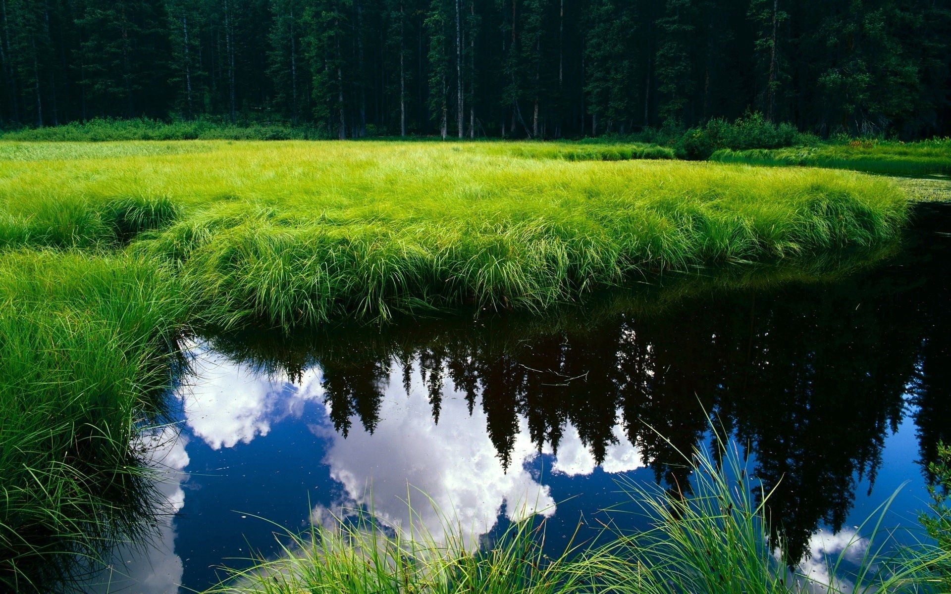 153839 descargar fondo de pantalla reflexión, naturaleza, hierba, estanque: protectores de pantalla e imágenes gratis