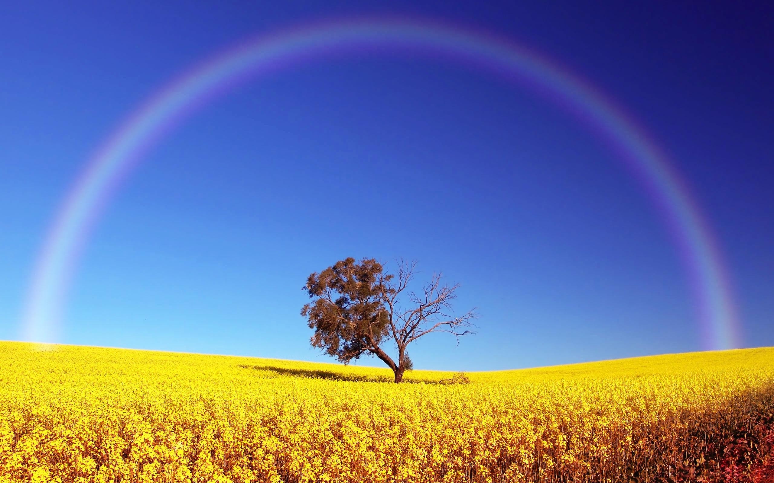 Free download wallpaper Landscape, Rainbow, Trees, Fields on your PC desktop