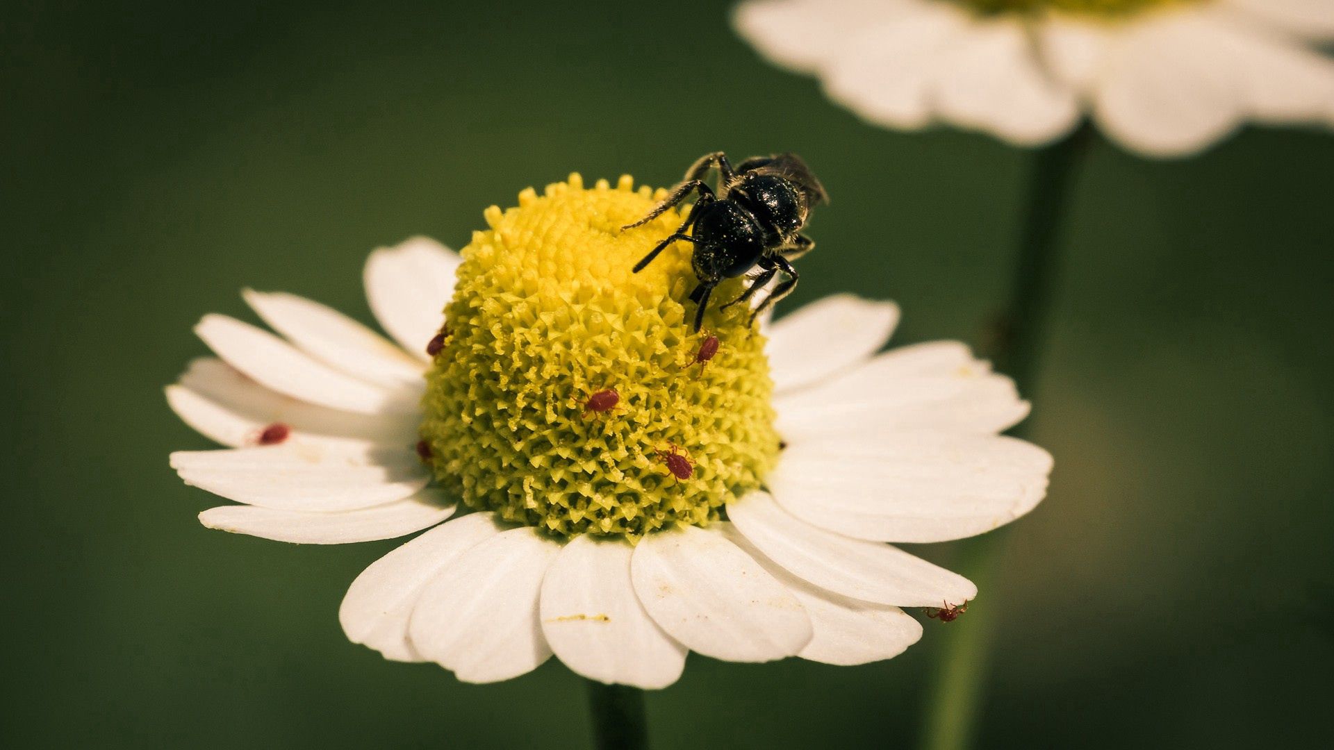 Download mobile wallpaper Pollination, Macro, Chamomile, Flower, Camomile, Bee for free.