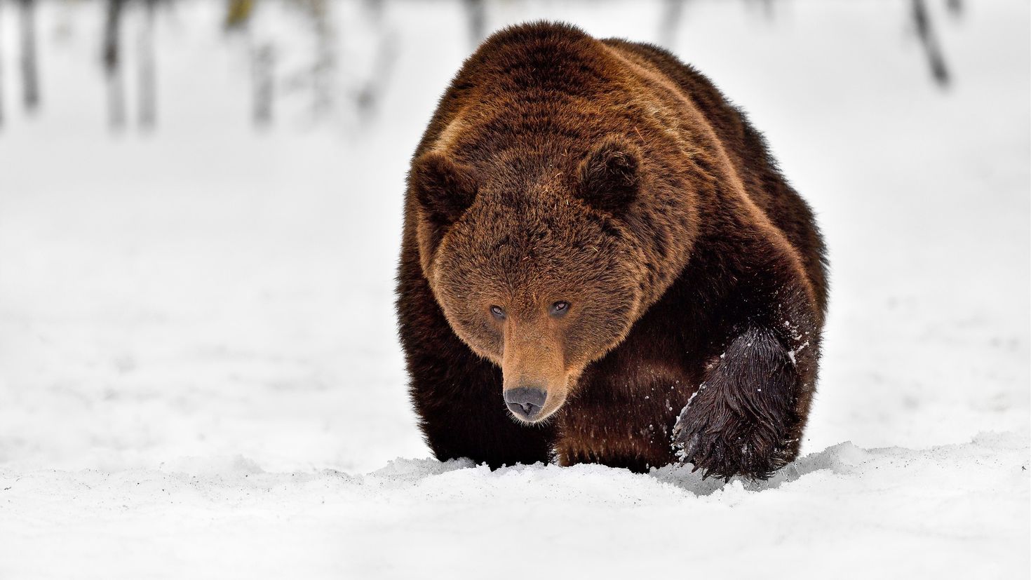 Медведь в сугробе. Бурый медведь зимой. Медведь зимой. Мишка бурый. Бурый медведь в снегу.