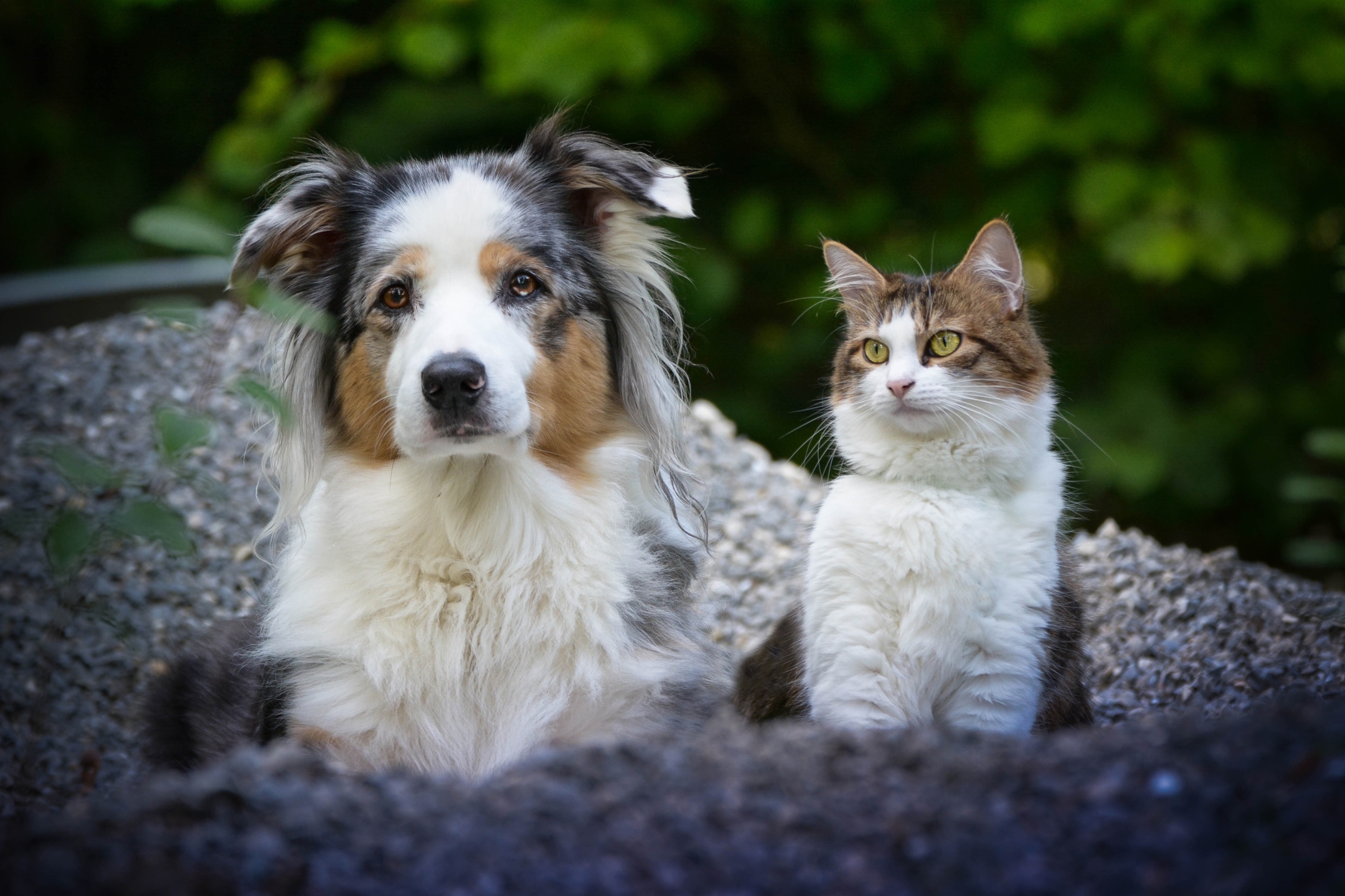Кошка и собака на природе