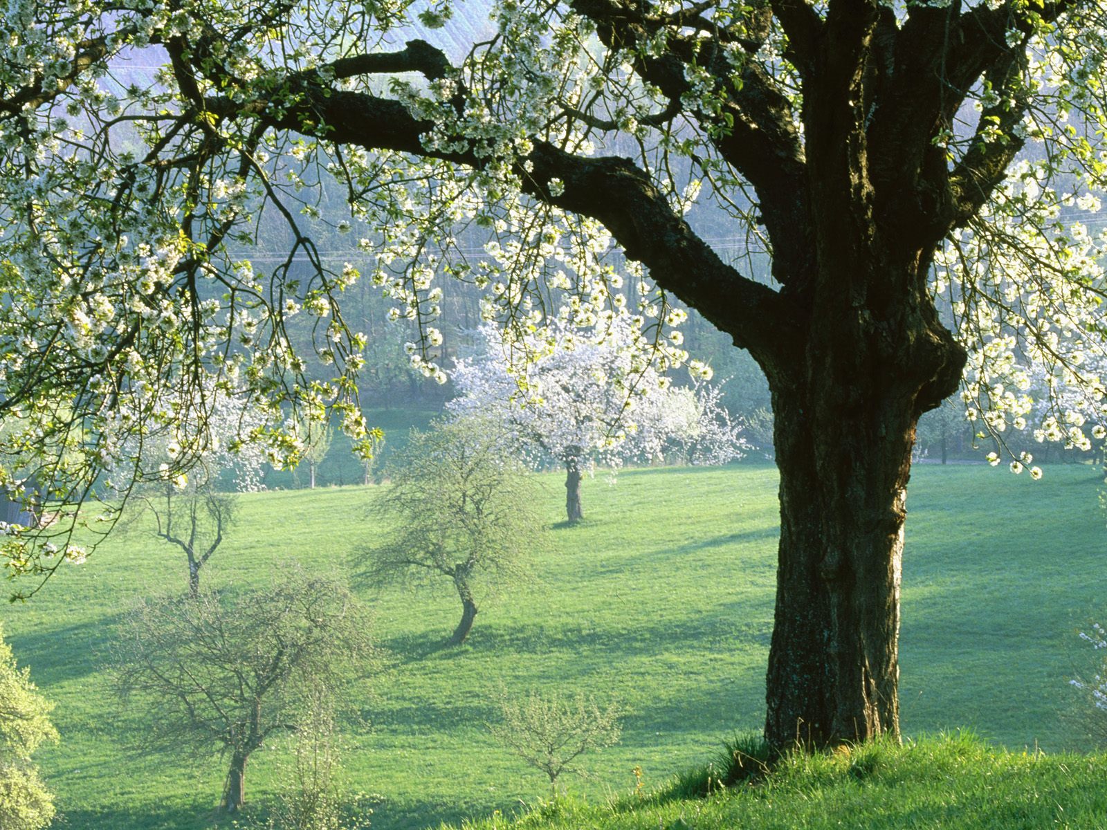 Скачать картинку Дерево, Поле, Весна, Белый Цветок, Цвести, Земля/природа в телефон бесплатно.