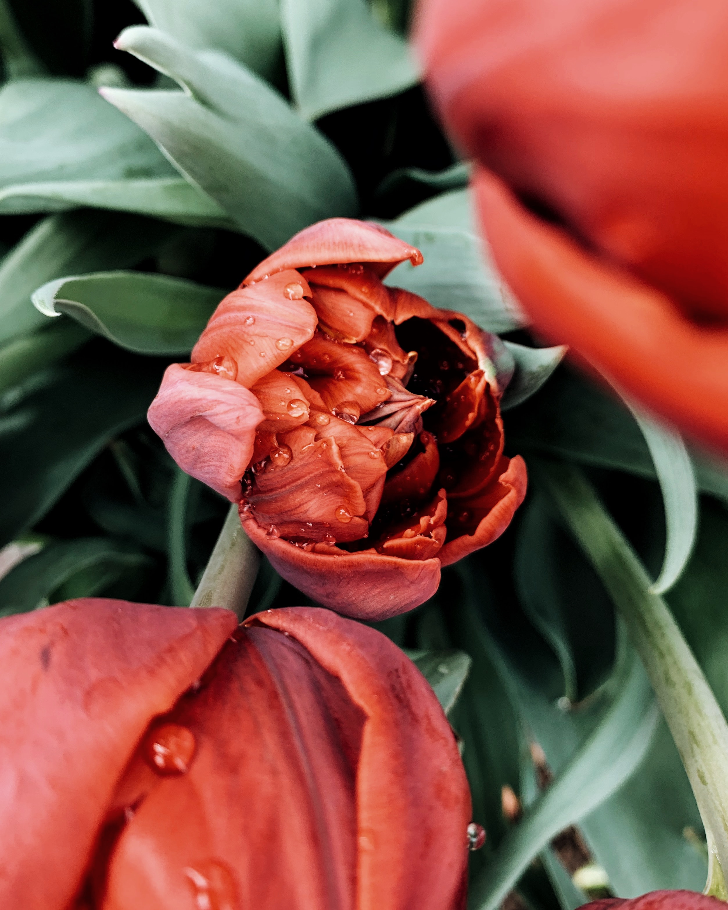 Laden Sie das Makro, Nass, Tau, Tulip, Tulpe, Blume-Bild kostenlos auf Ihren PC-Desktop herunter