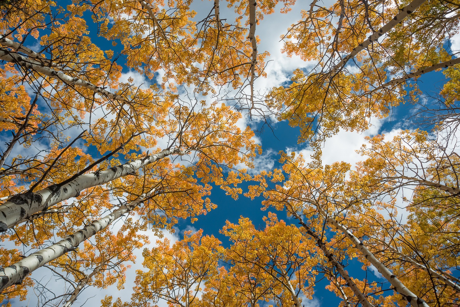 Осень деревья небо