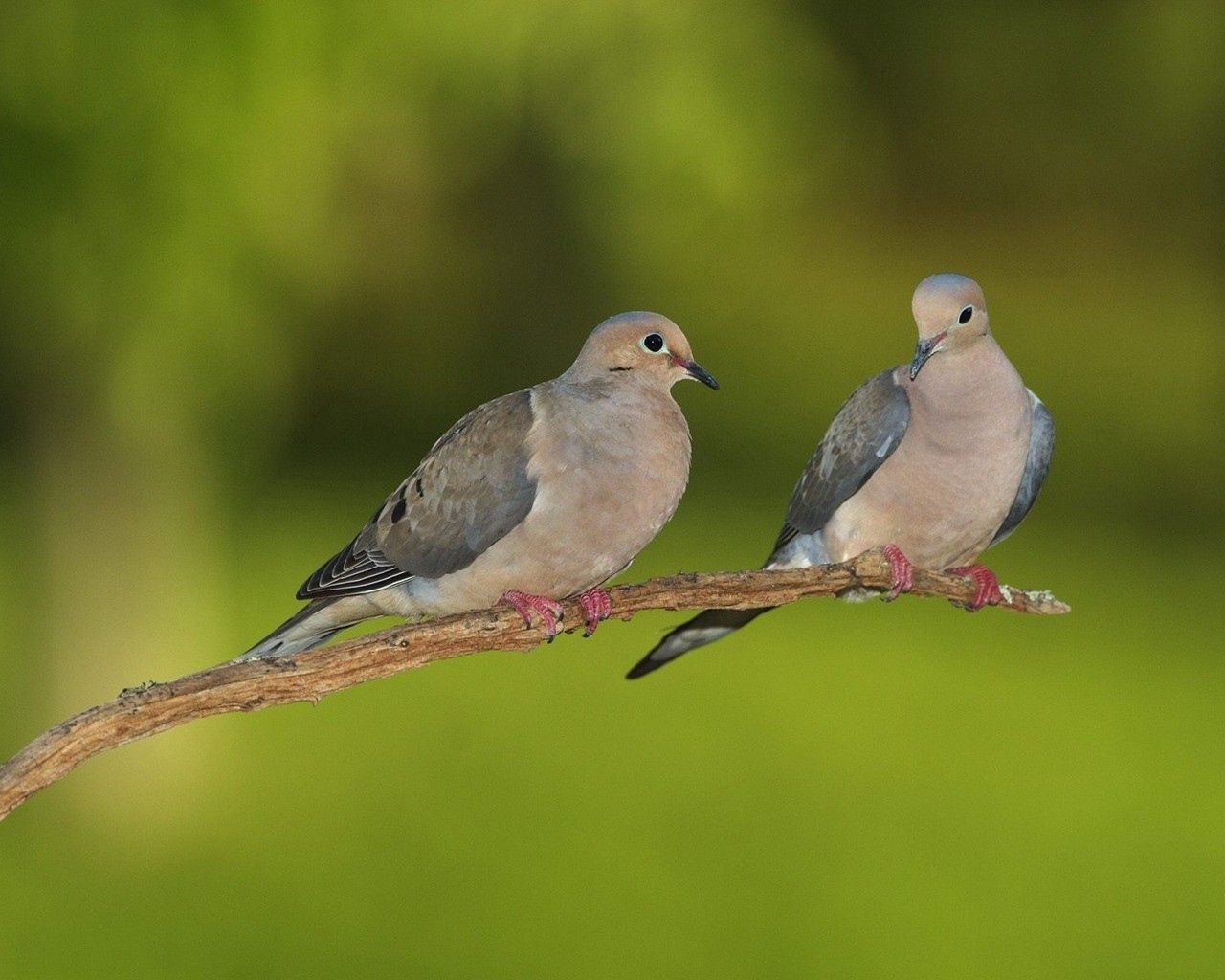 Download mobile wallpaper Branch, Grass, Animals, Smooth, Blur, Pigeons for free.