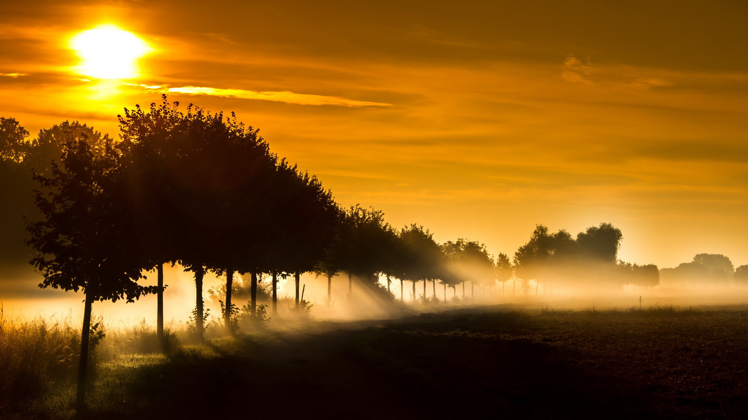 Free download wallpaper Sunset, Tree, Fog, Earth, Field, Sunbeam on your PC desktop