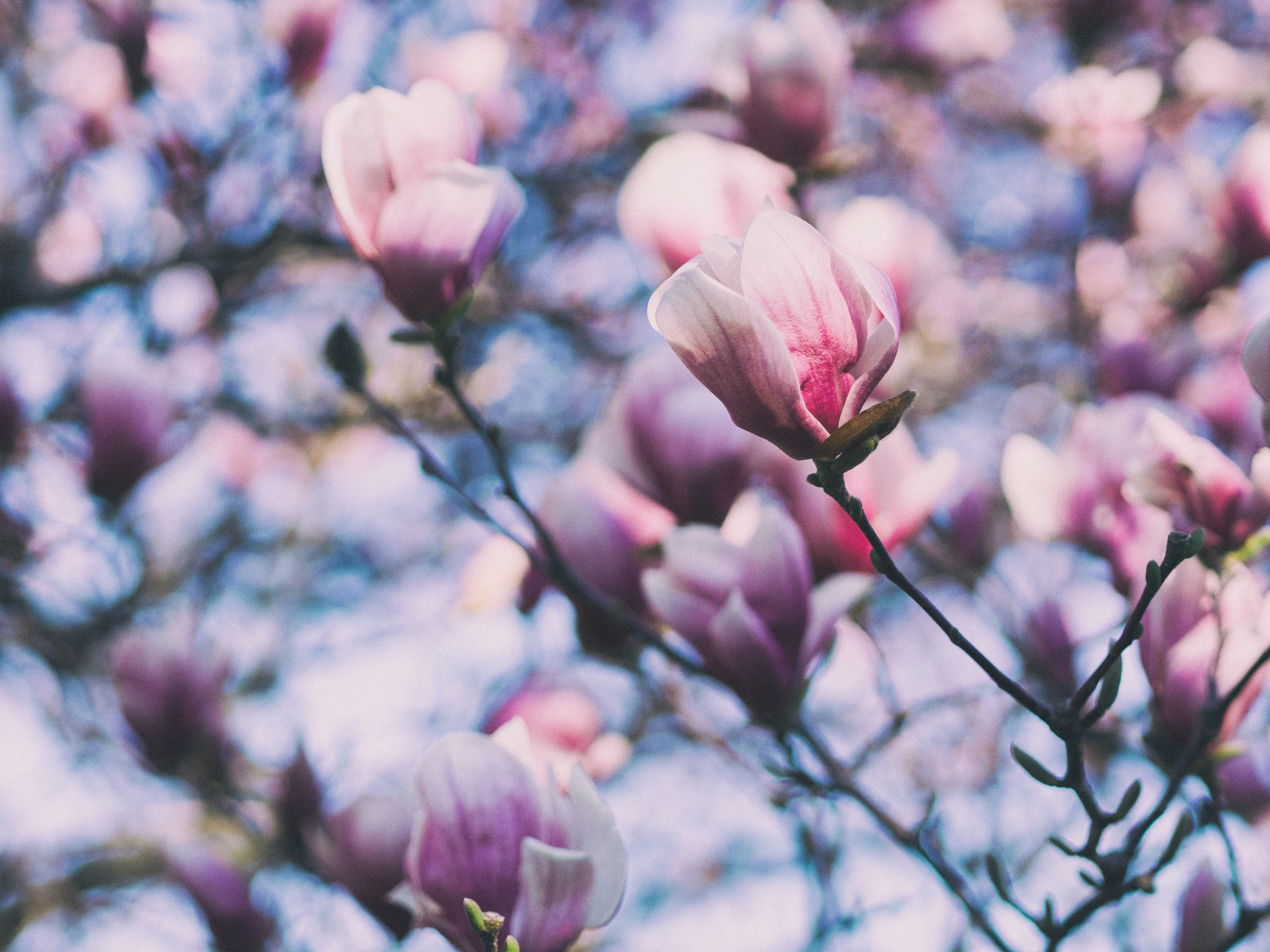 143613 Hintergrundbild herunterladen magnolie, blumen, rosa, geäst, zweige, blühen, blühenden, magnolia - Bildschirmschoner und Bilder kostenlos