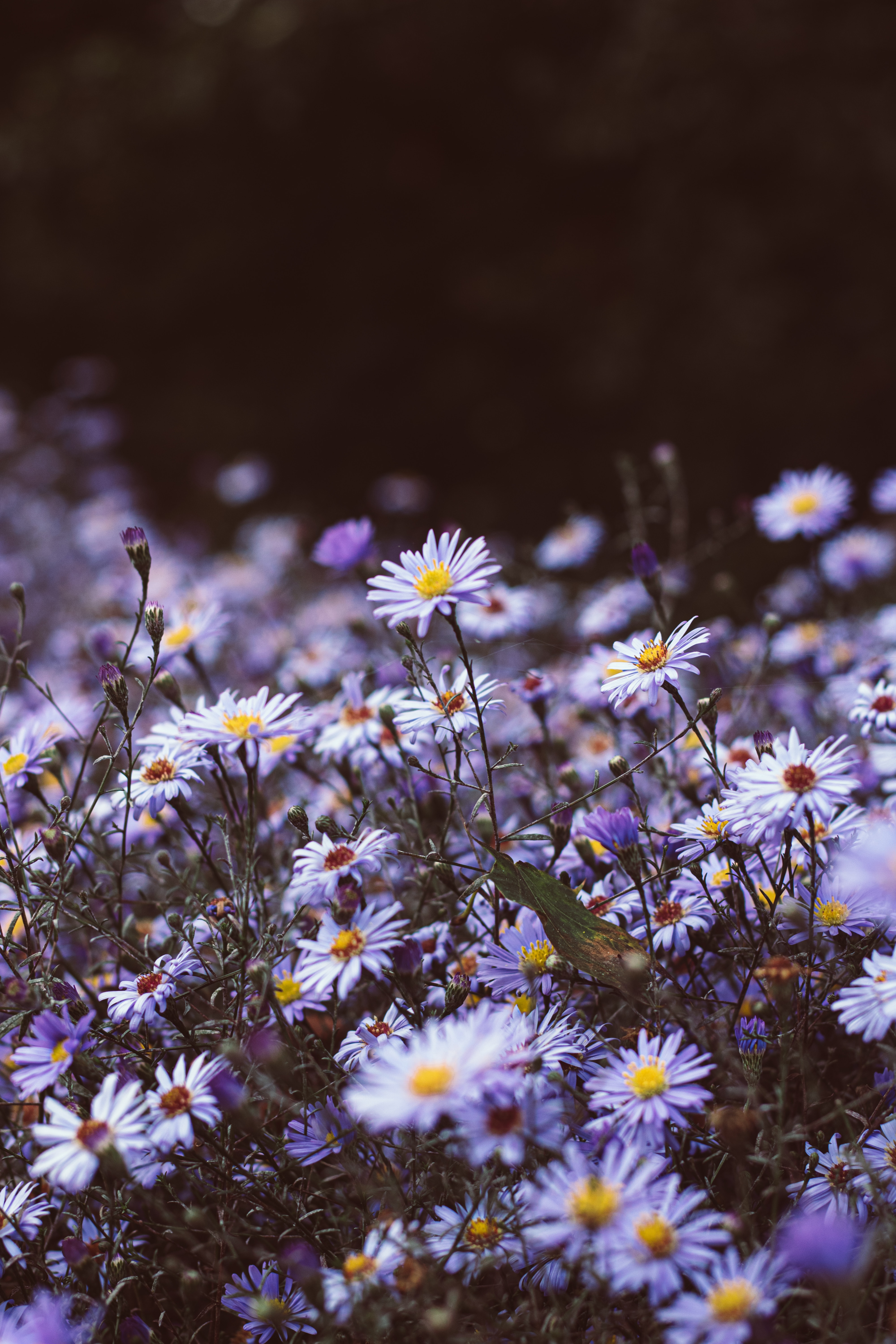 Free download wallpaper Flowers, Wild, Violet, Flowering, Bloom, Purple, Plants on your PC desktop