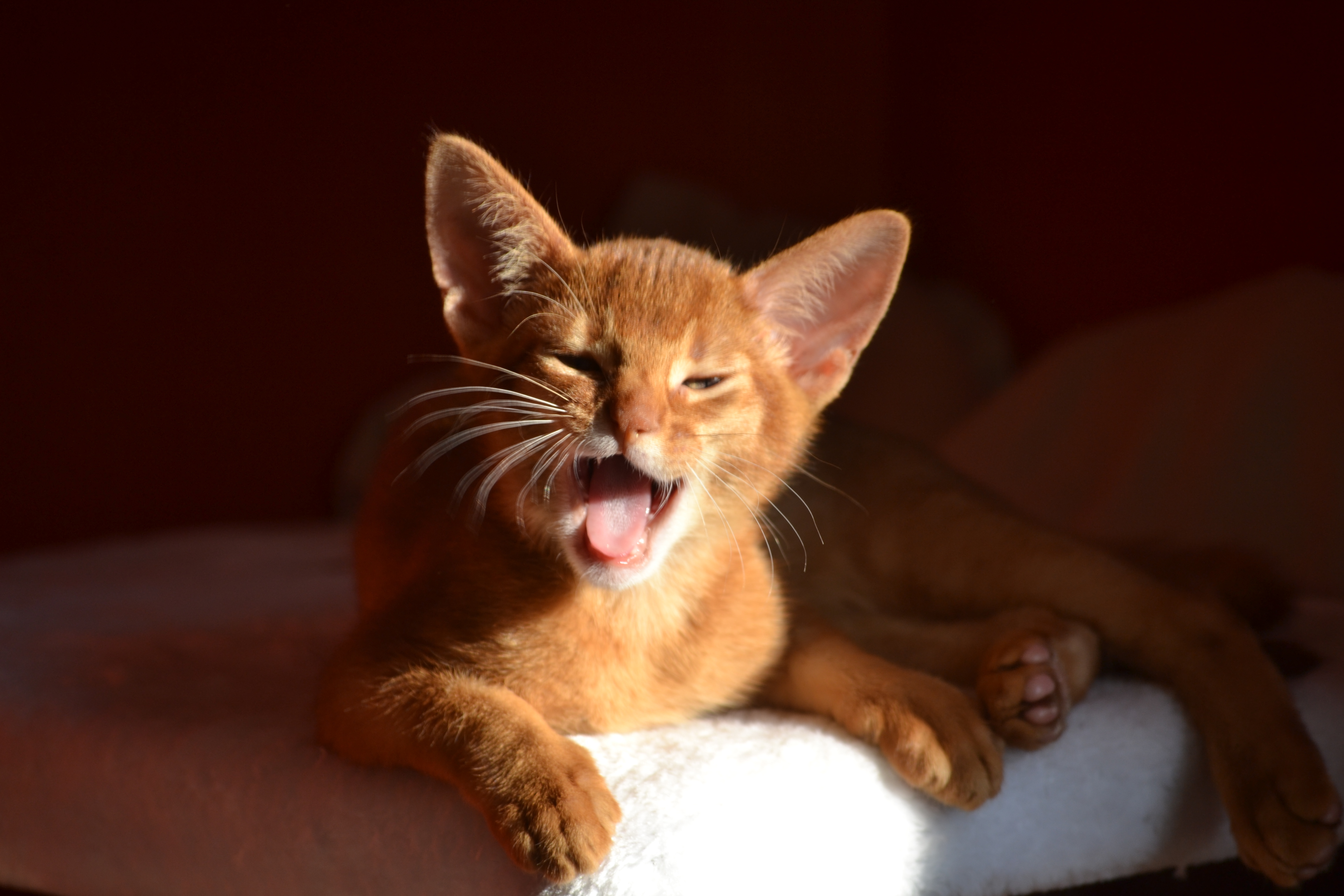 Абиссинский рыжий котенок