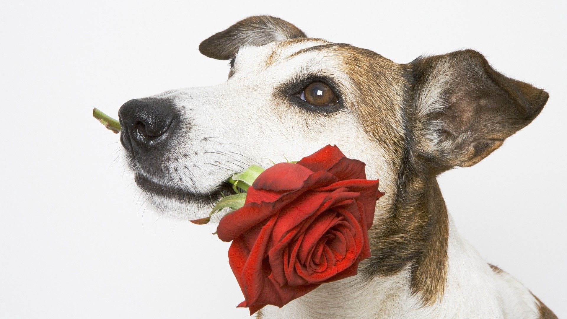 Laden Sie das Vorhanden, Geschenk, Blume, Schnauze, Rose, Tiere, Hund-Bild kostenlos auf Ihren PC-Desktop herunter