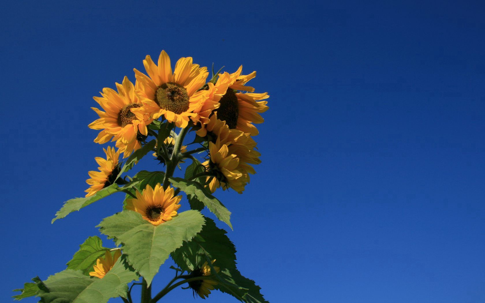 Laden Sie das Sommer, Sky, Pflanze, Blumen, Sonnenblume-Bild kostenlos auf Ihren PC-Desktop herunter
