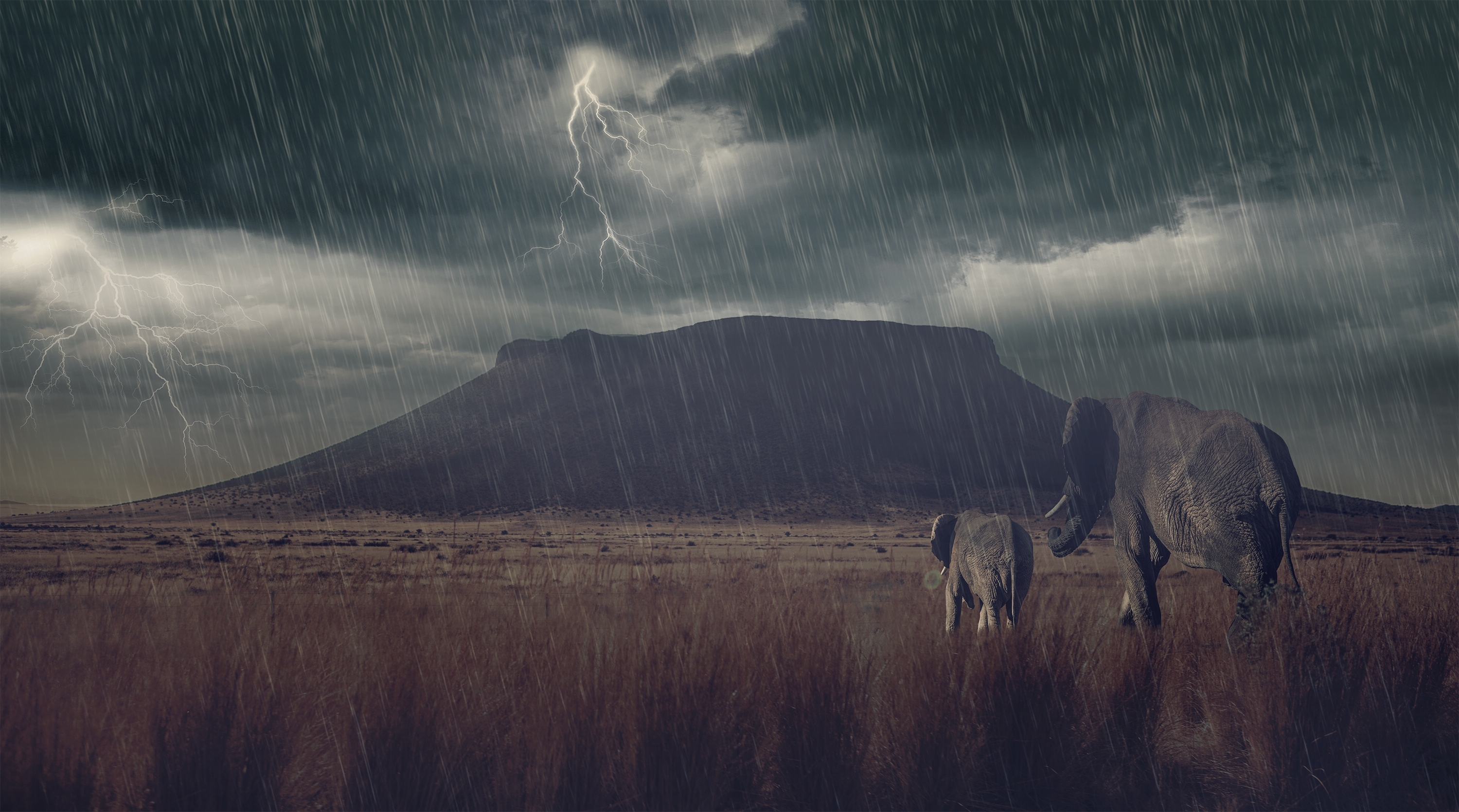 thunderstorm, rain, savannah, animal, african bush elephant, baby animal, lightning, mountain, elephants phone background