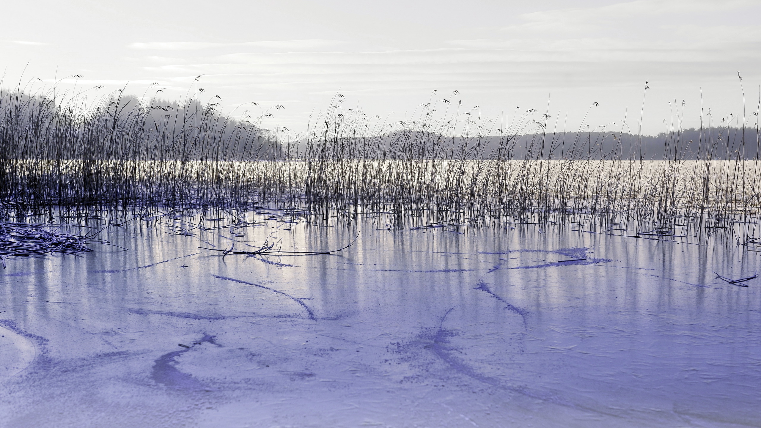Мелкий лед на воде. Камыш зимой. Пейзаж болото. Ледяное болото. Водоем покрытый льдом.