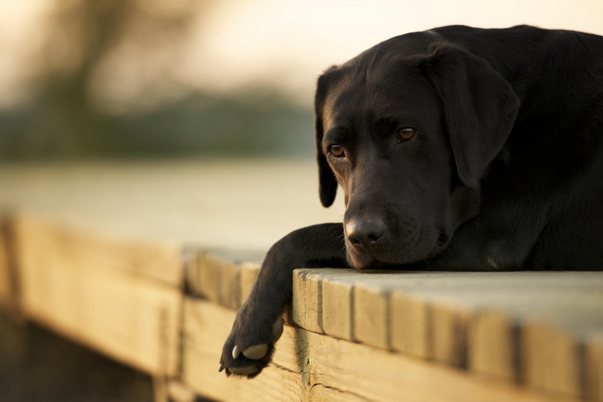 Laden Sie das Liegen, Labrador, Sich Hinlegen, Hund, Trauer, Tiere, Traurigkeit-Bild kostenlos auf Ihren PC-Desktop herunter