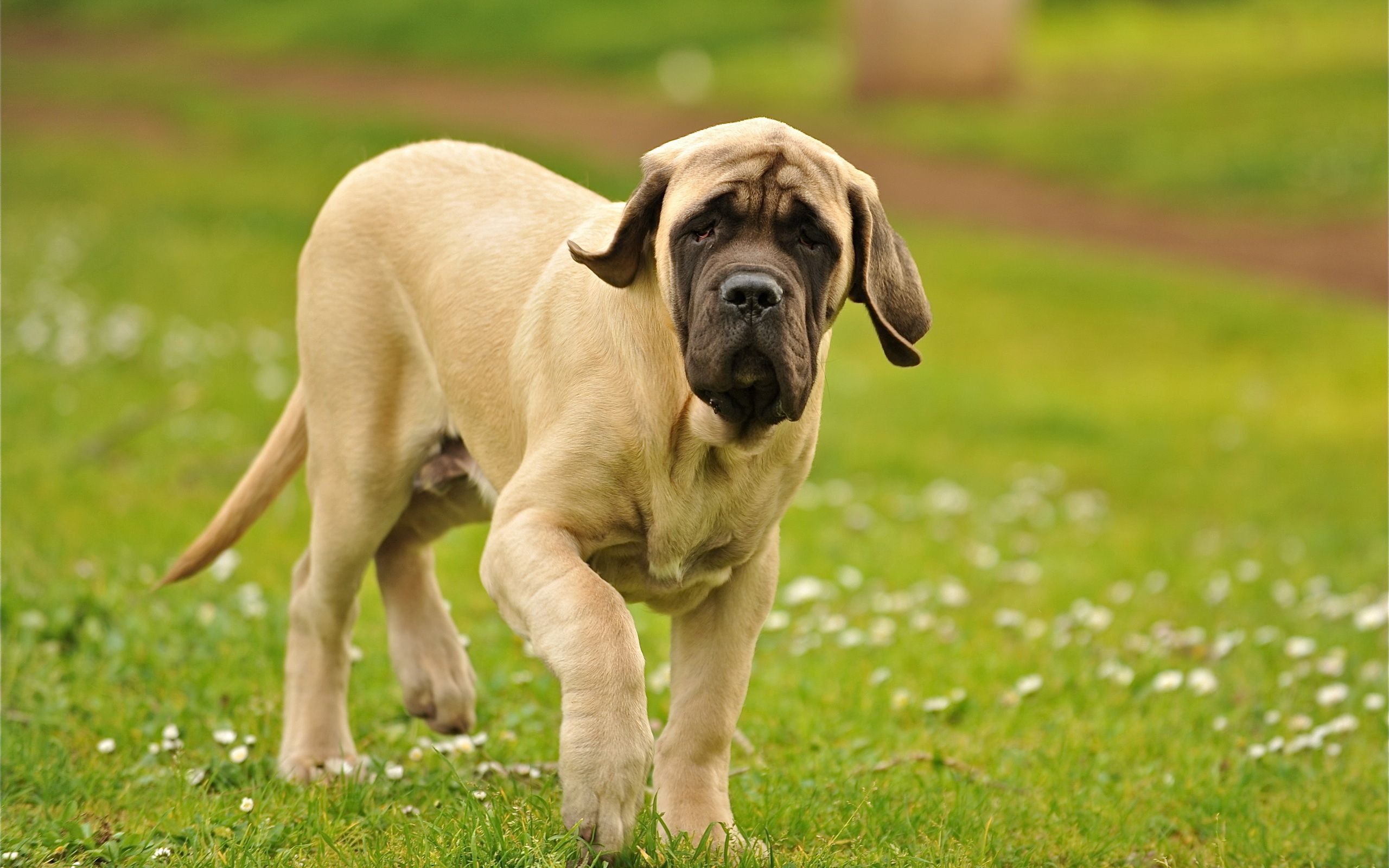Handy-Wallpaper Hund, Bummel, Spaziergang, Tiere, Grass kostenlos herunterladen.