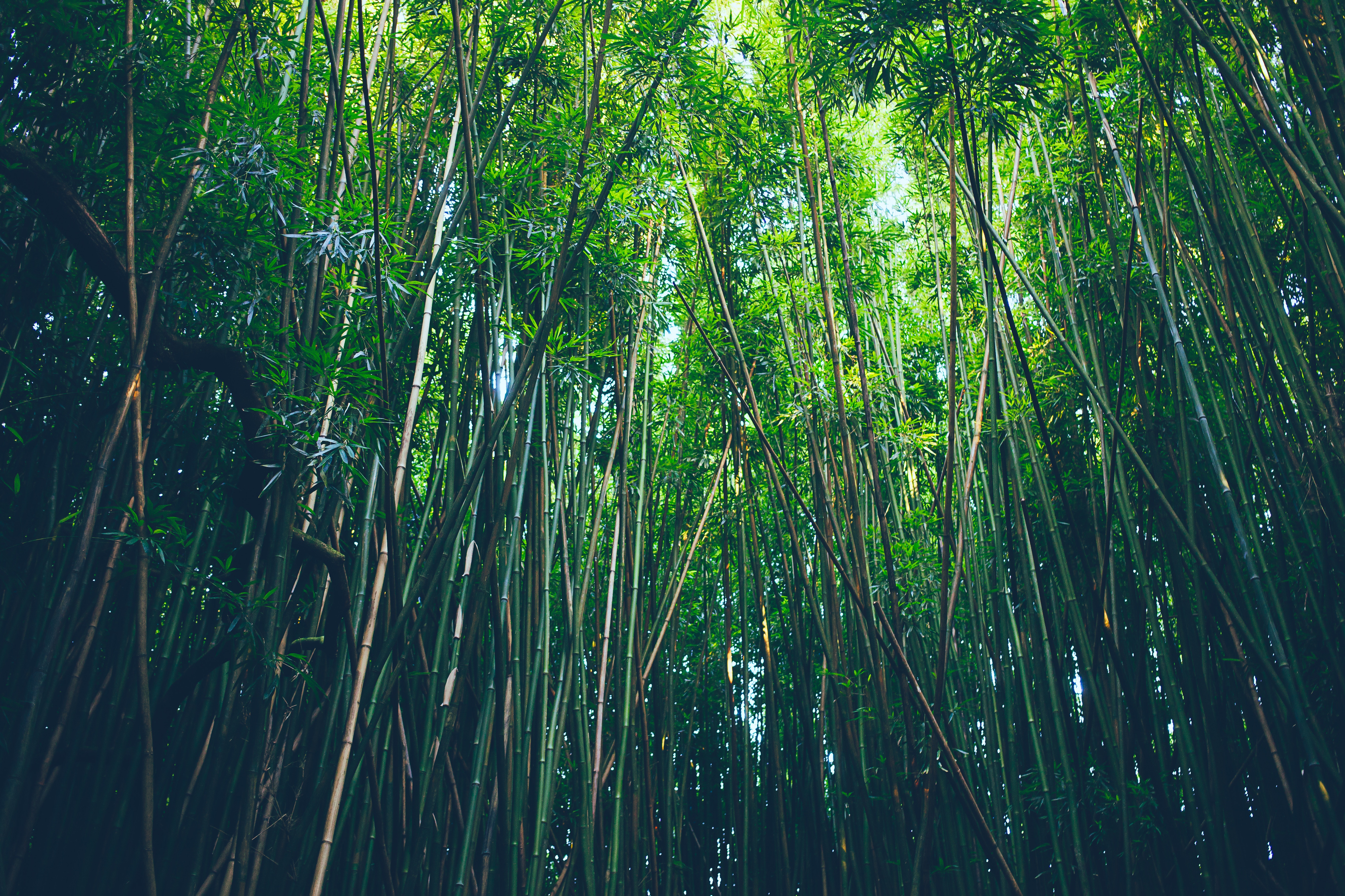 Бамбуковый лес Южная Корея