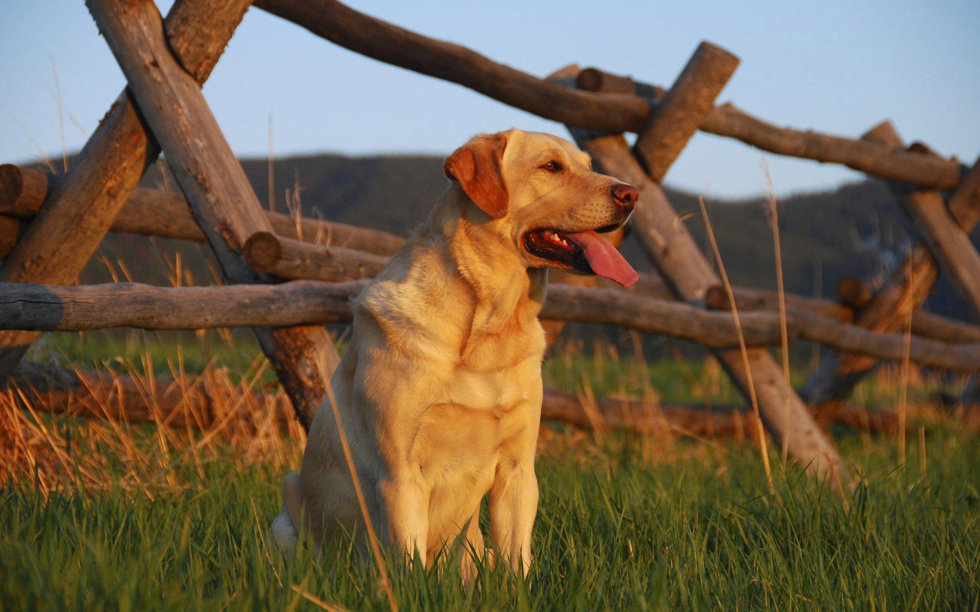 labrador, animals, sunset, grass, dog, fence, expectation, waiting