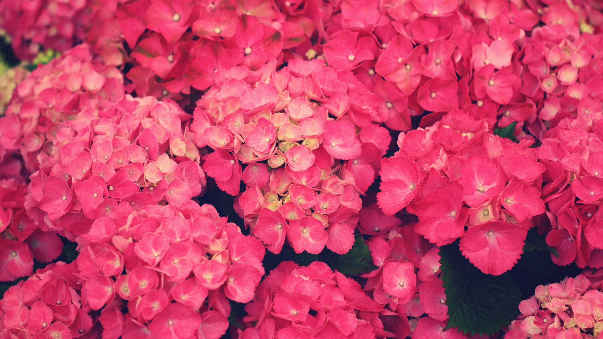 270631 Hintergrundbild herunterladen erde/natur, hortensien, blume, rosa, blumen - Bildschirmschoner und Bilder kostenlos