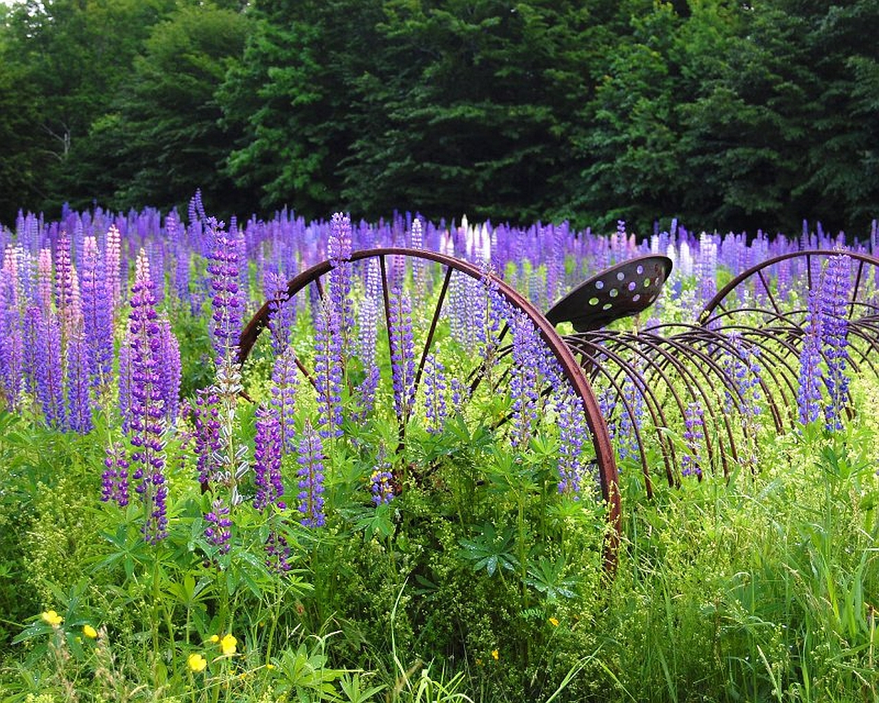 Rake flowers. Отравление люпином. Отравление люпином животных.