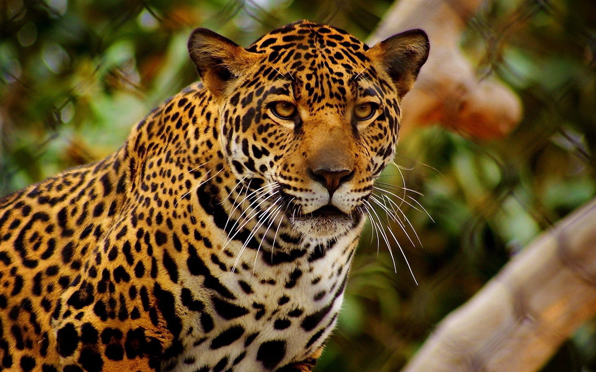 79462 télécharger l'image animaux, jaguar, prédateur, vue, opinion, colère - fonds d'écran et économiseurs d'écran gratuits