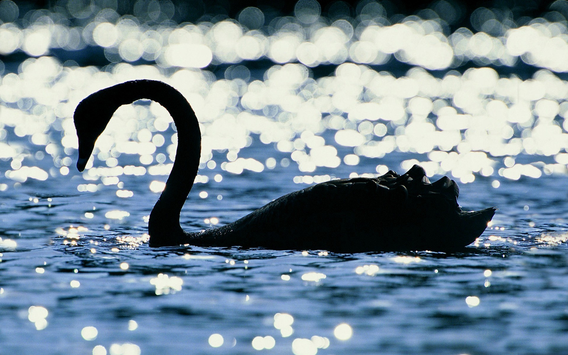 animal, swan, bokeh, silhouette, birds 1080p
