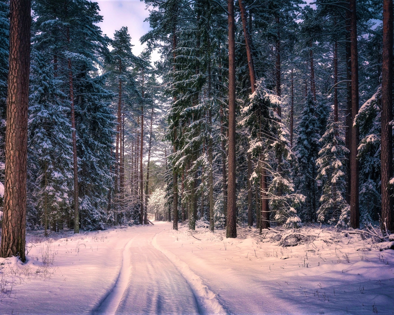 wallpapers earth, winter, road, path, snow, tree, forest, redwood, sequoia