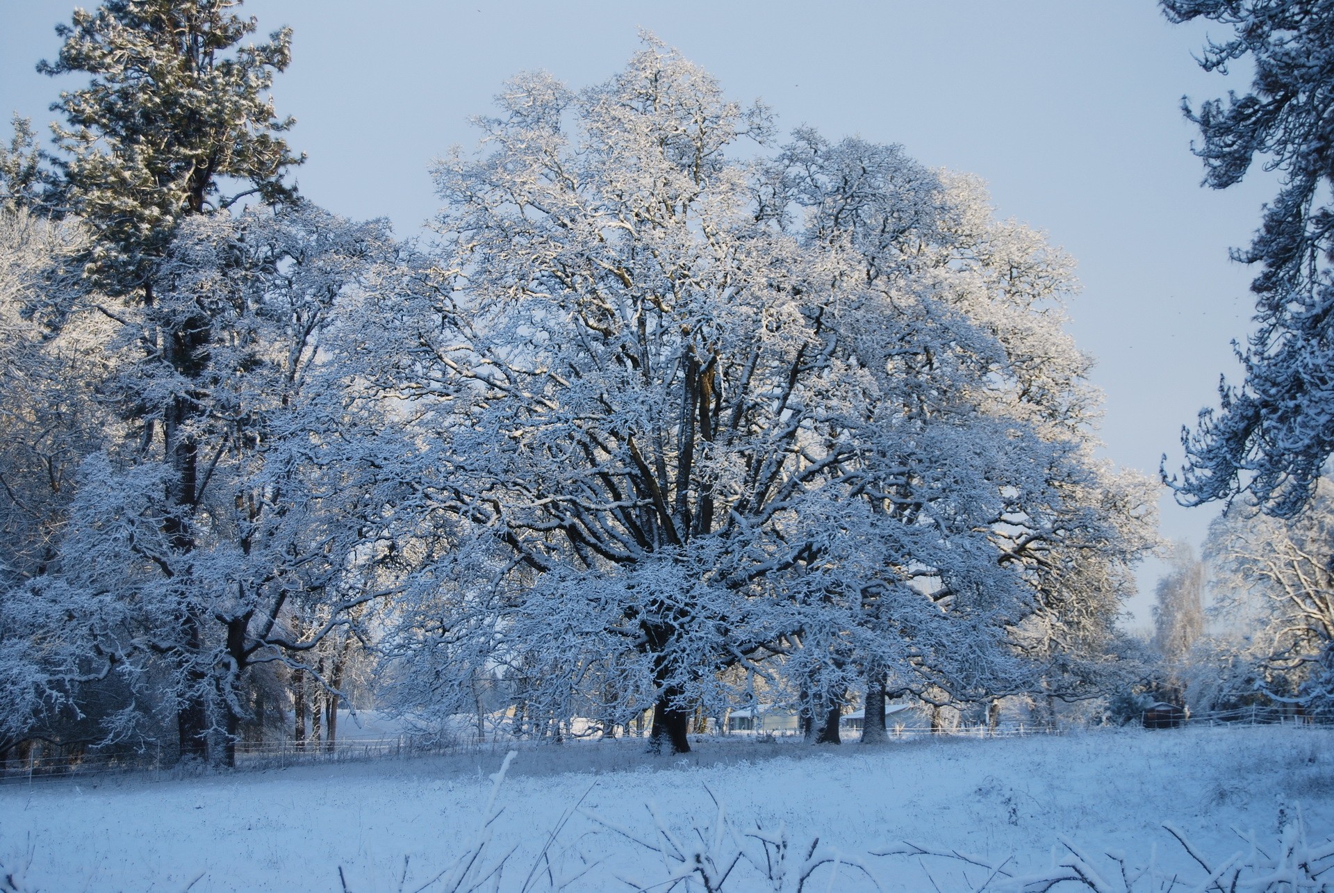 Winter time. Время года зима. Зима деревья в снегу. Зима чудесная пора. Зимний пейзаж деревья в снегу.