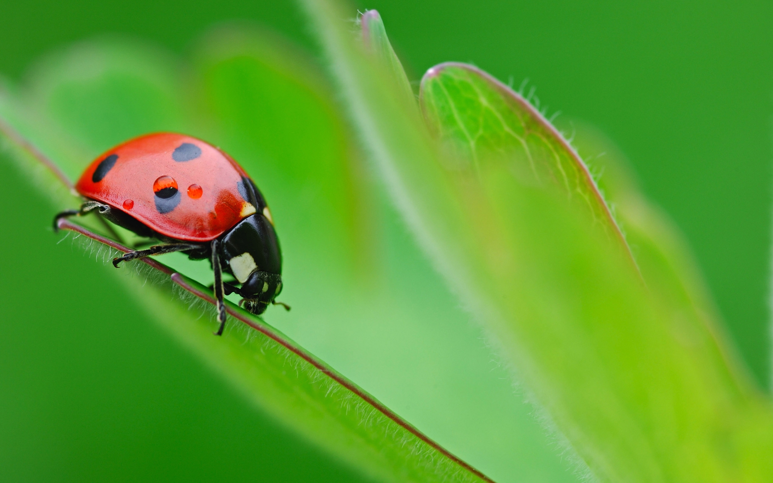 insects, ladybugs, green
