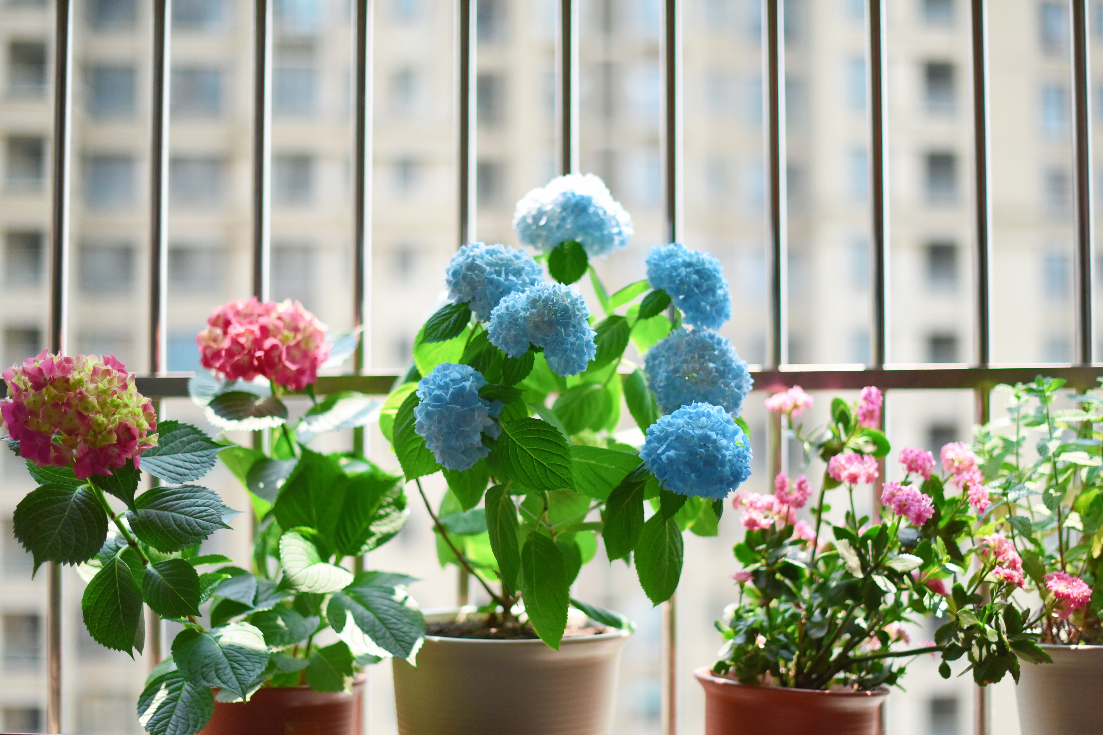 indoor plant, houseplant, flowers, pot