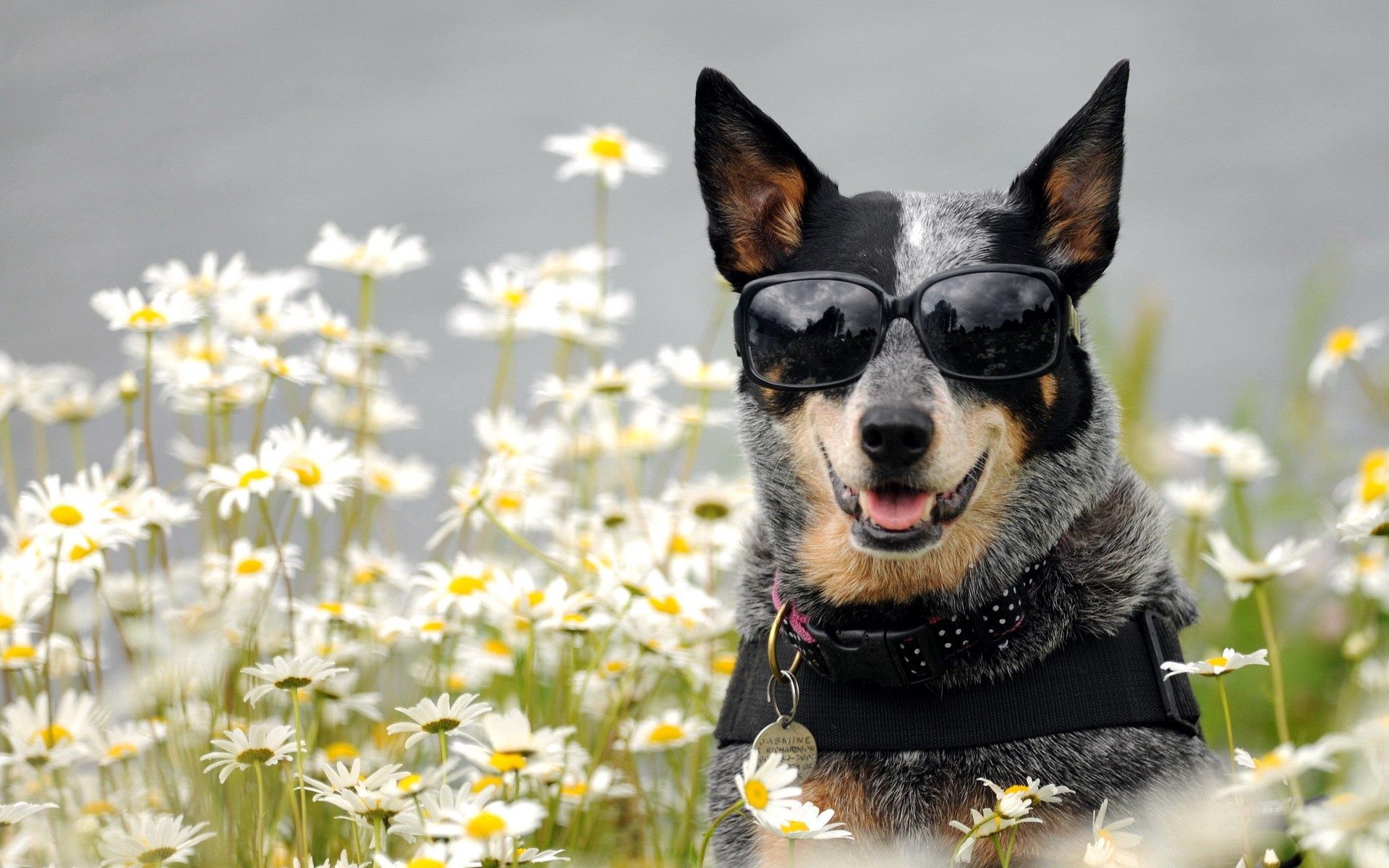 Download mobile wallpaper Animals, Dog, Muzzle, Glasses, Spectacles, Flowers for free.