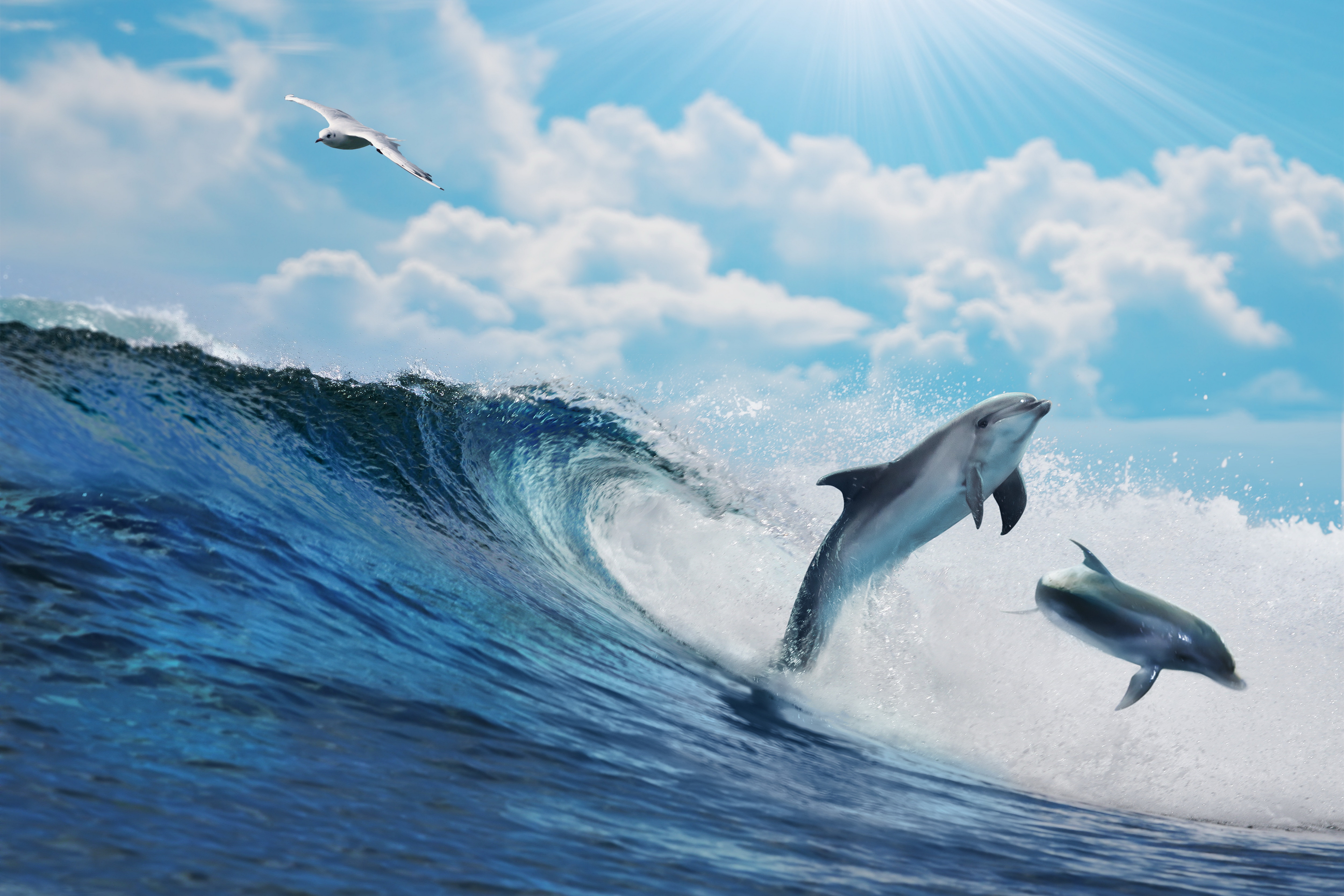 дельфины в море