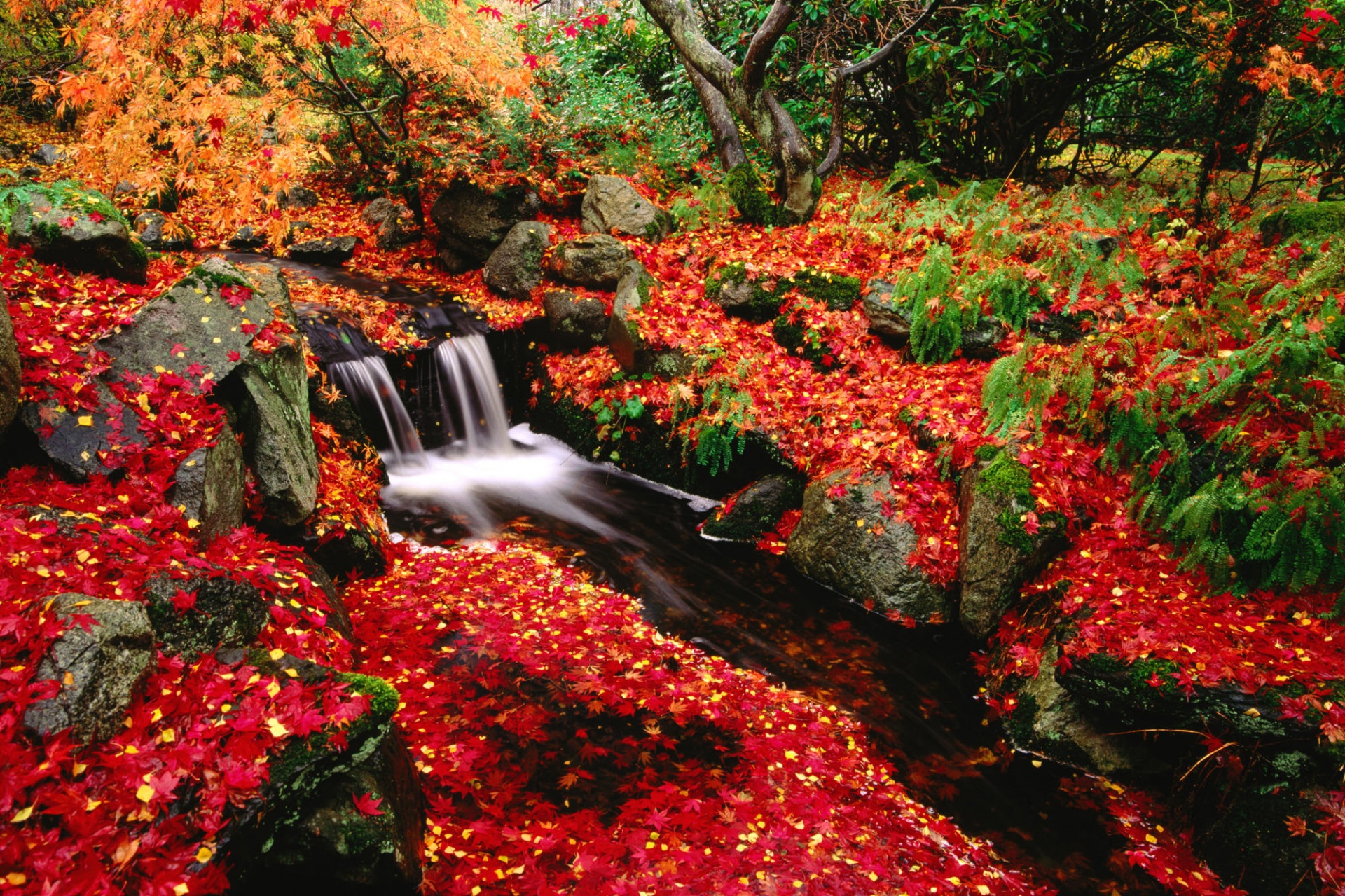 vegetation, earth, stream, canada, fall, leaf, moss, nature, water, waterfall phone background