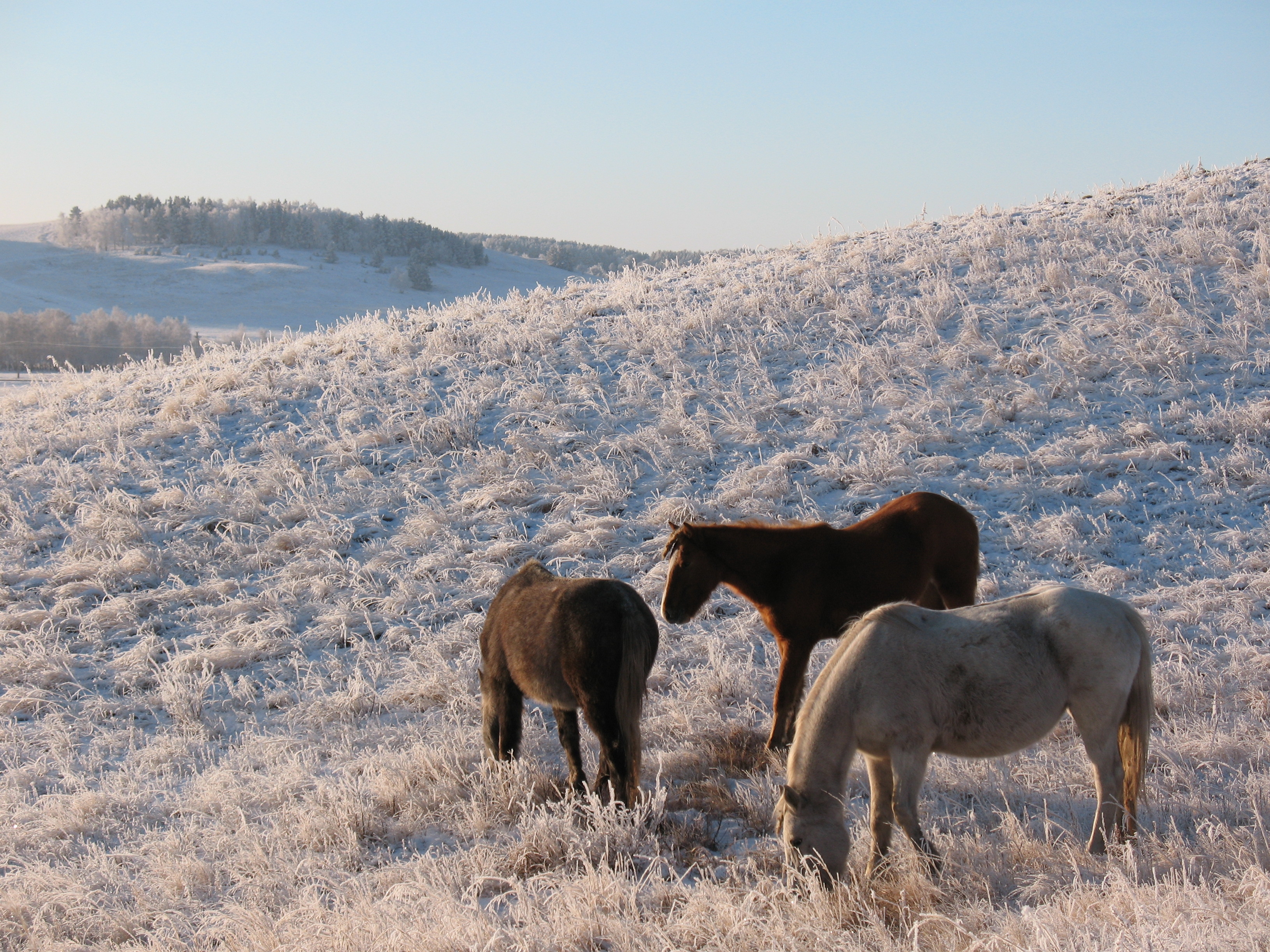 animals, winter, horses, frost, herd, horse, pasture, mare