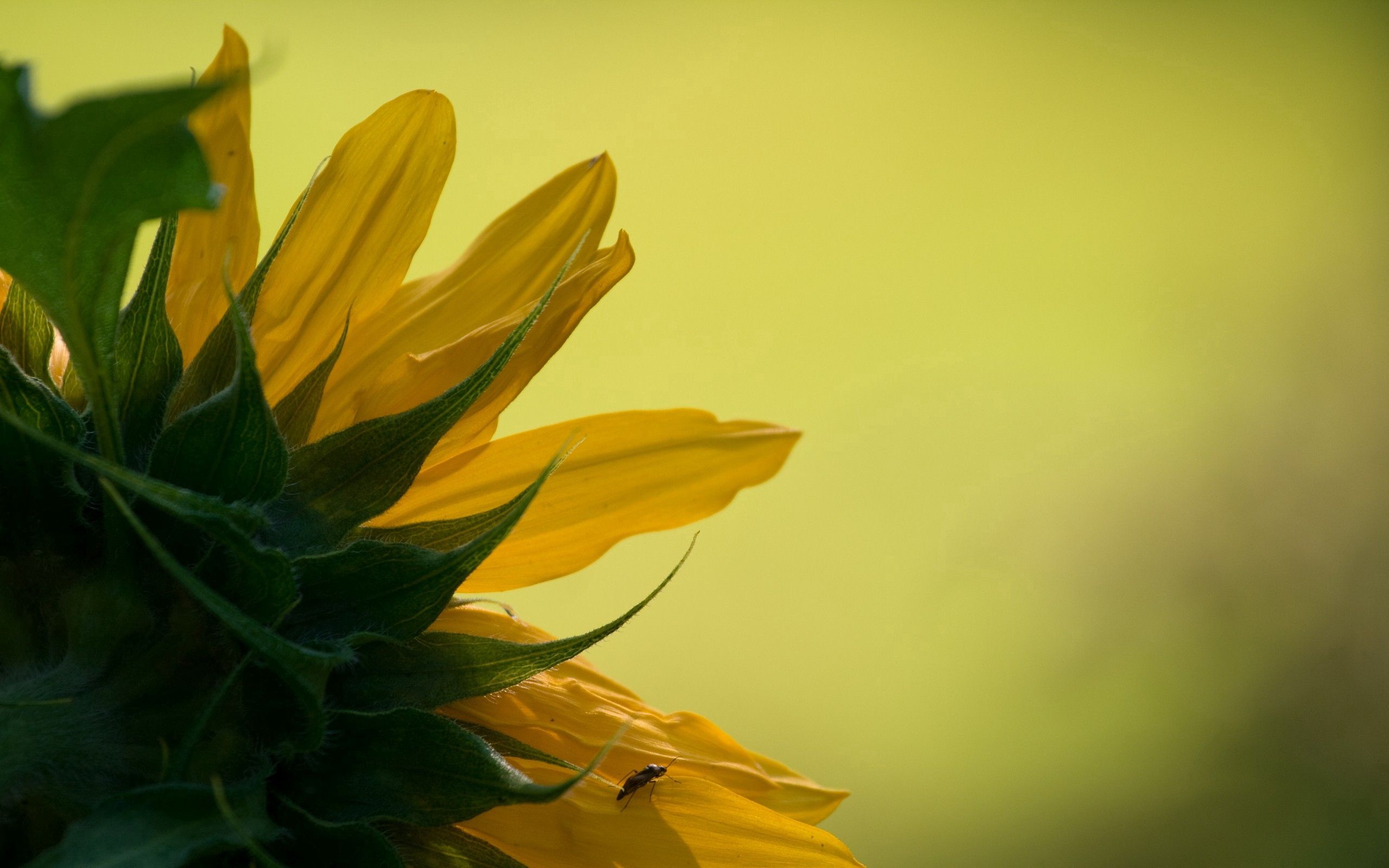 Laden Sie das Blätter, Makro, Blütenblätter, Sonnenblume, Hintergrund-Bild kostenlos auf Ihren PC-Desktop herunter