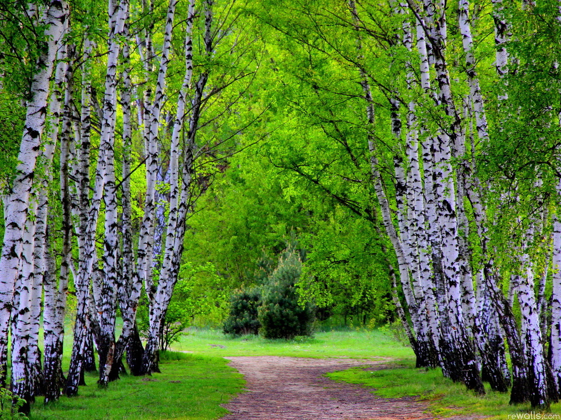 landscape, trees, roads, birches, green HD wallpaper